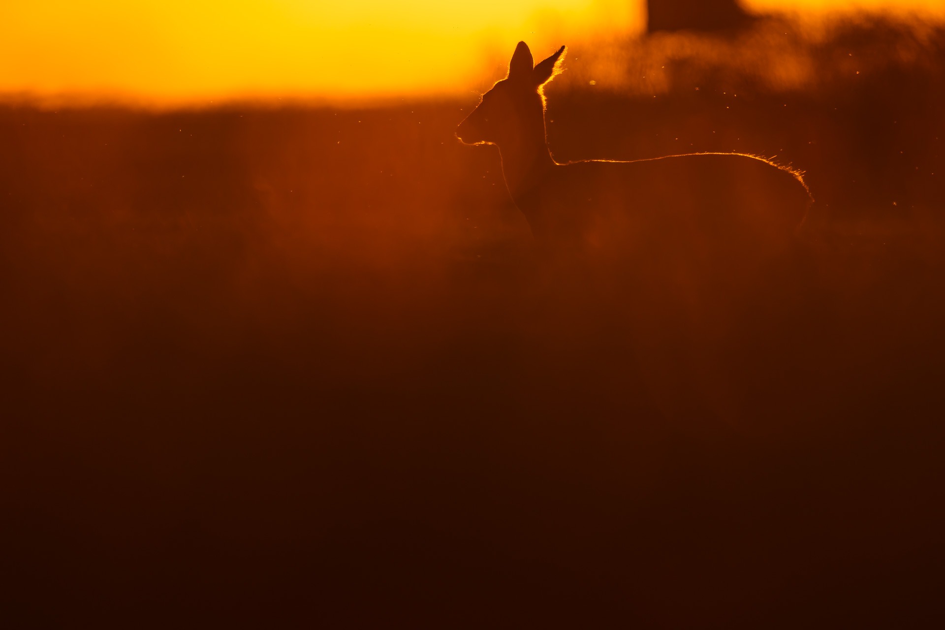 Conférence regarder le vivant