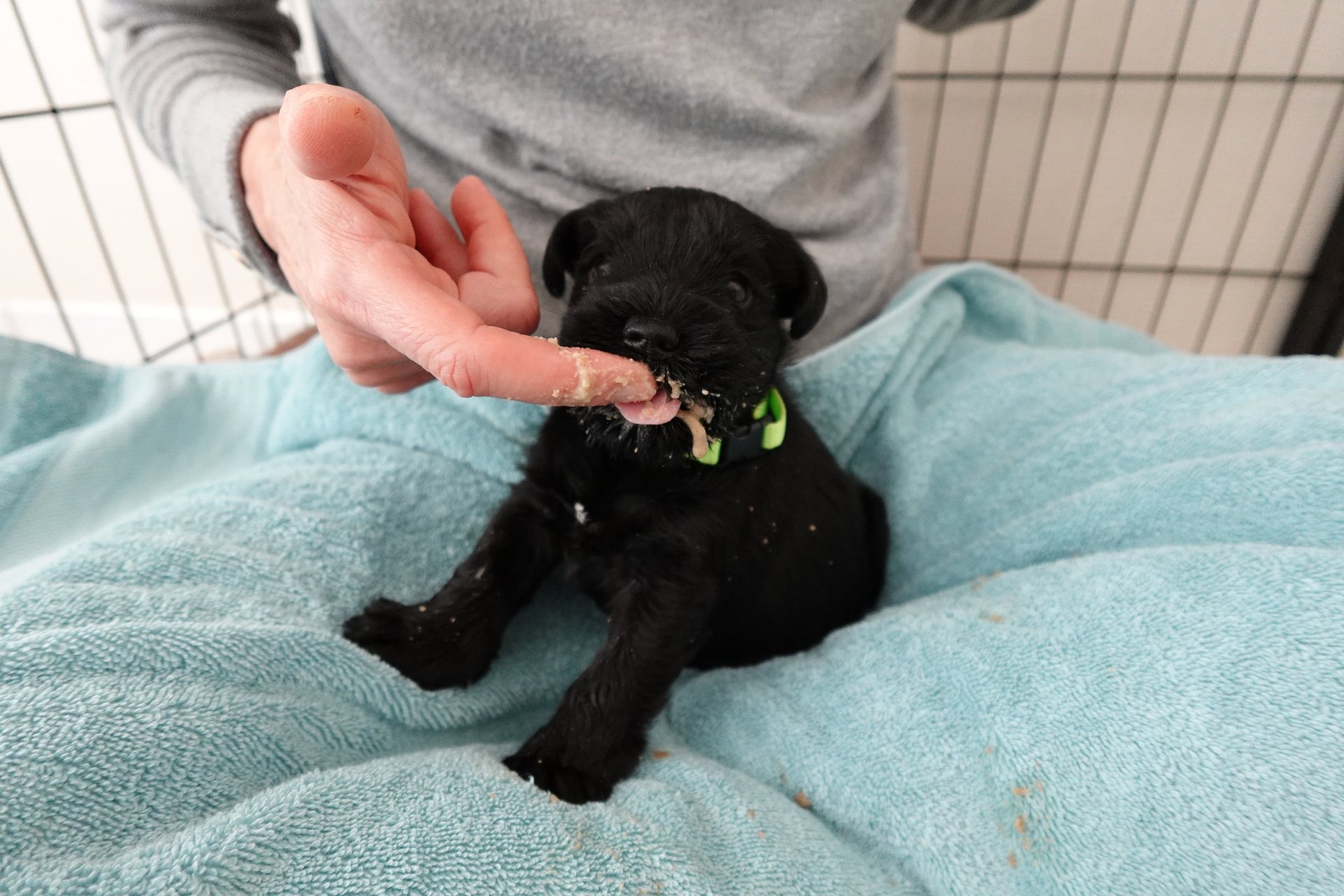 1 ère bouillie pour bébé Schnauzer