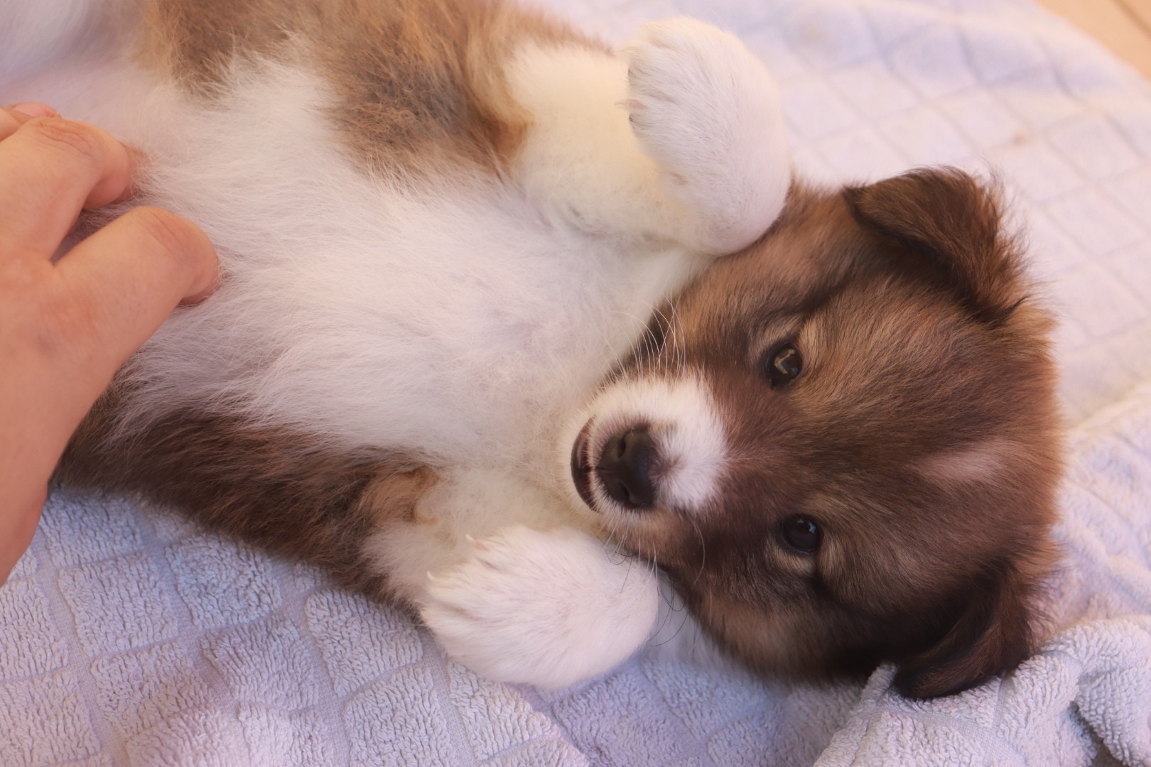 Pastor de las islas de shetland, cachorro de shetland