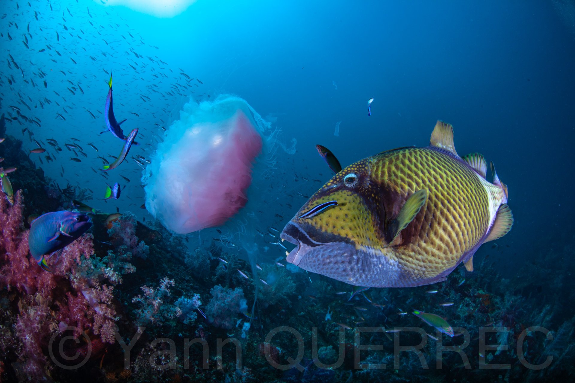 Baliste titan - THAÏLANDE