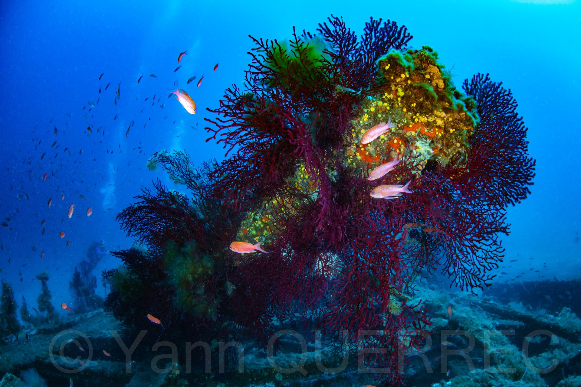 Le planier - Marseille - FRANCE