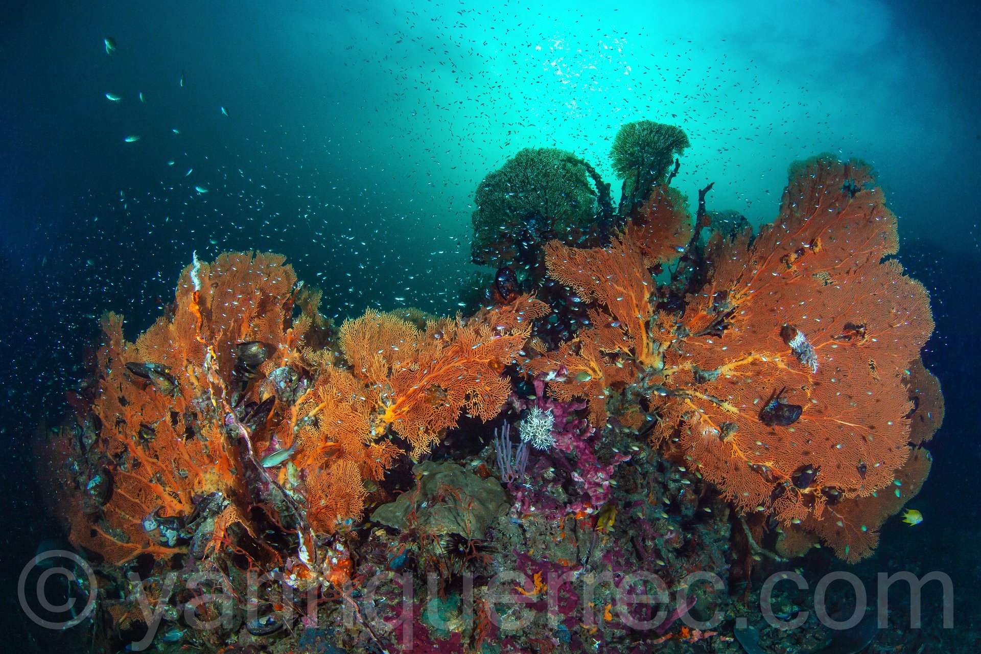 Massif de gorgones - Mer d'Andaman -THAÏLANDE