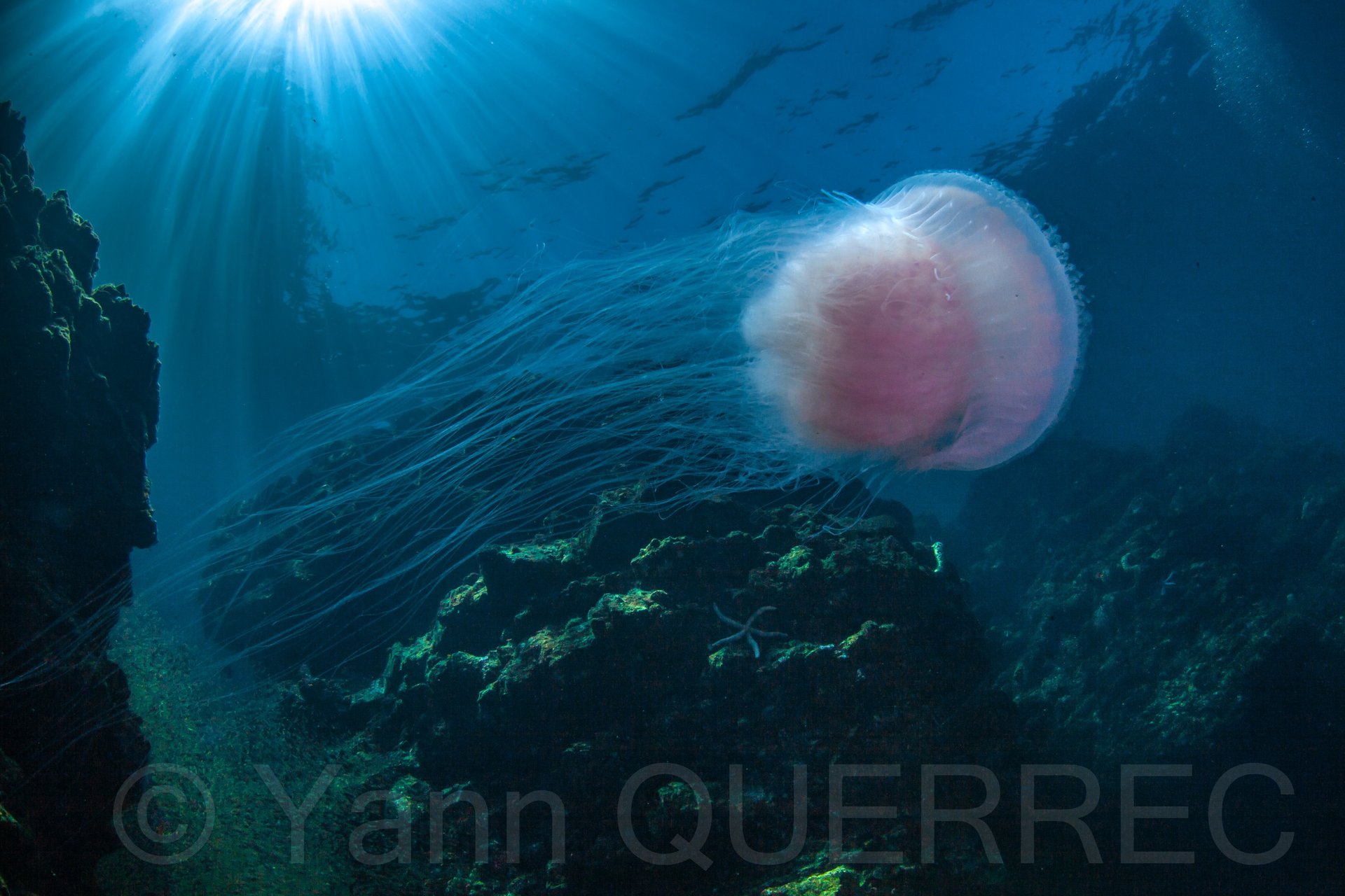 Hing Daeng - THAILANDE