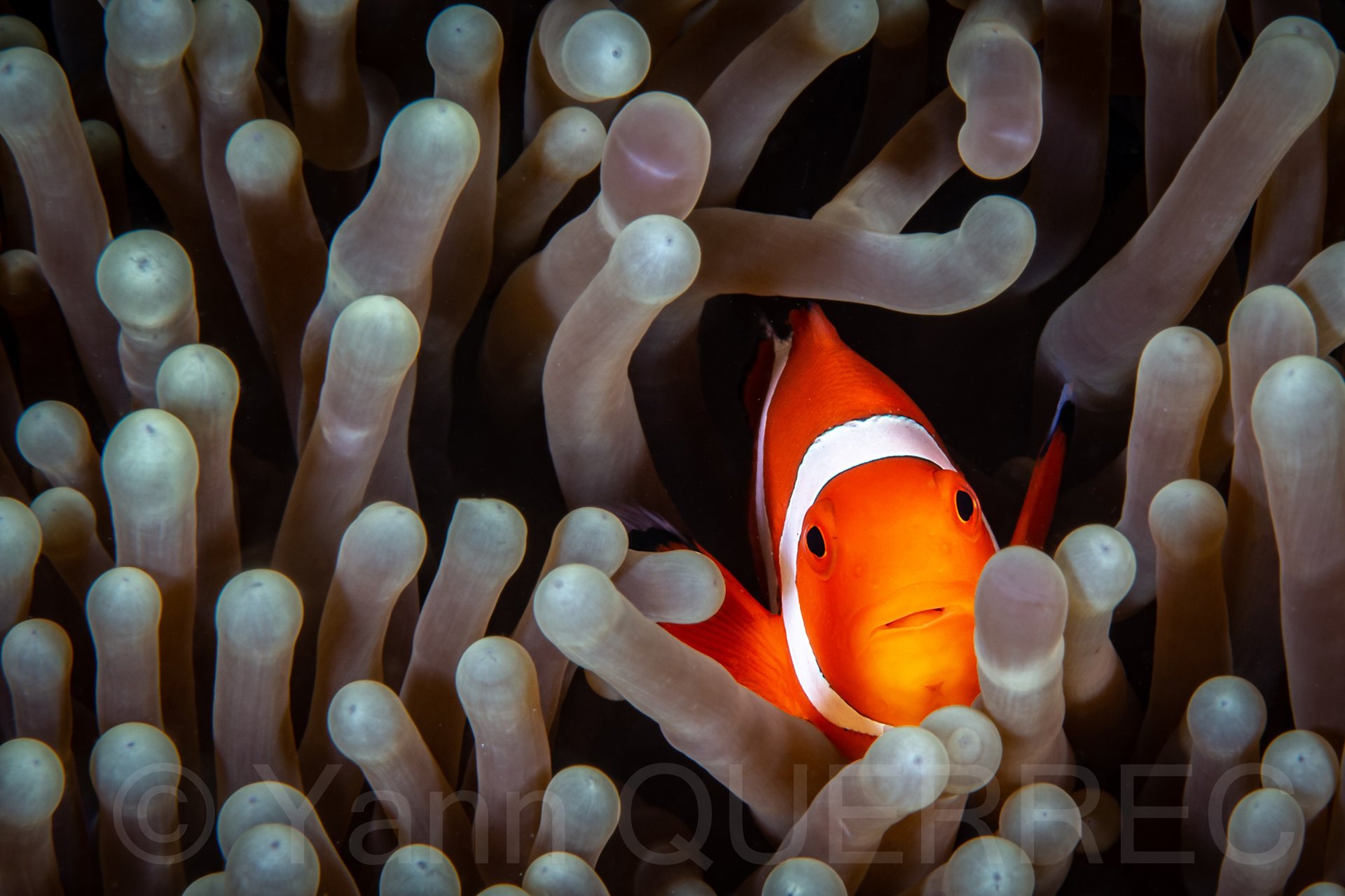 Poisson clown - Puerto galera - PHILLIPINES