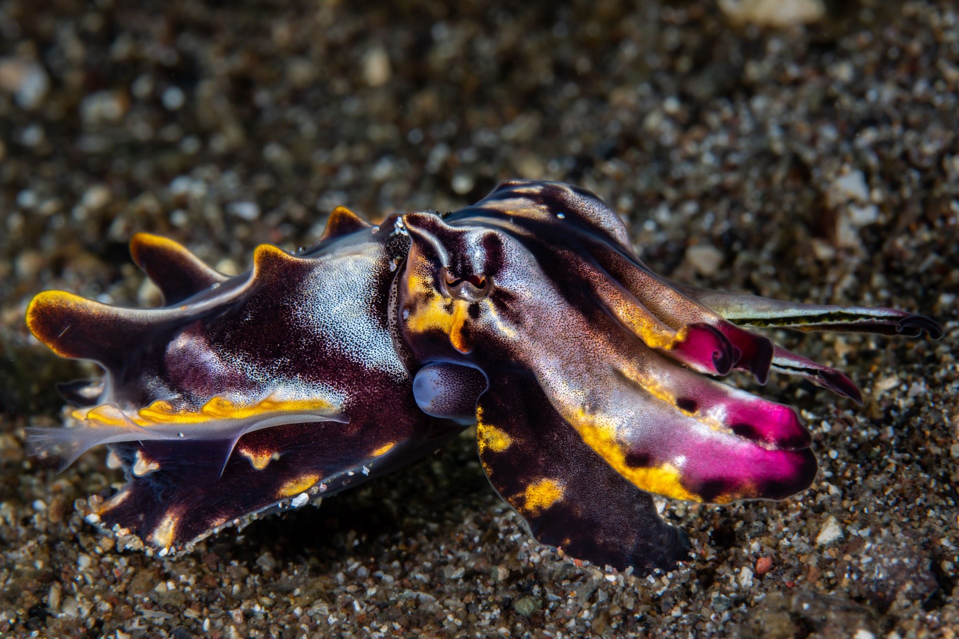 Seiche flamboyante - Anilao - PHILIPPINES