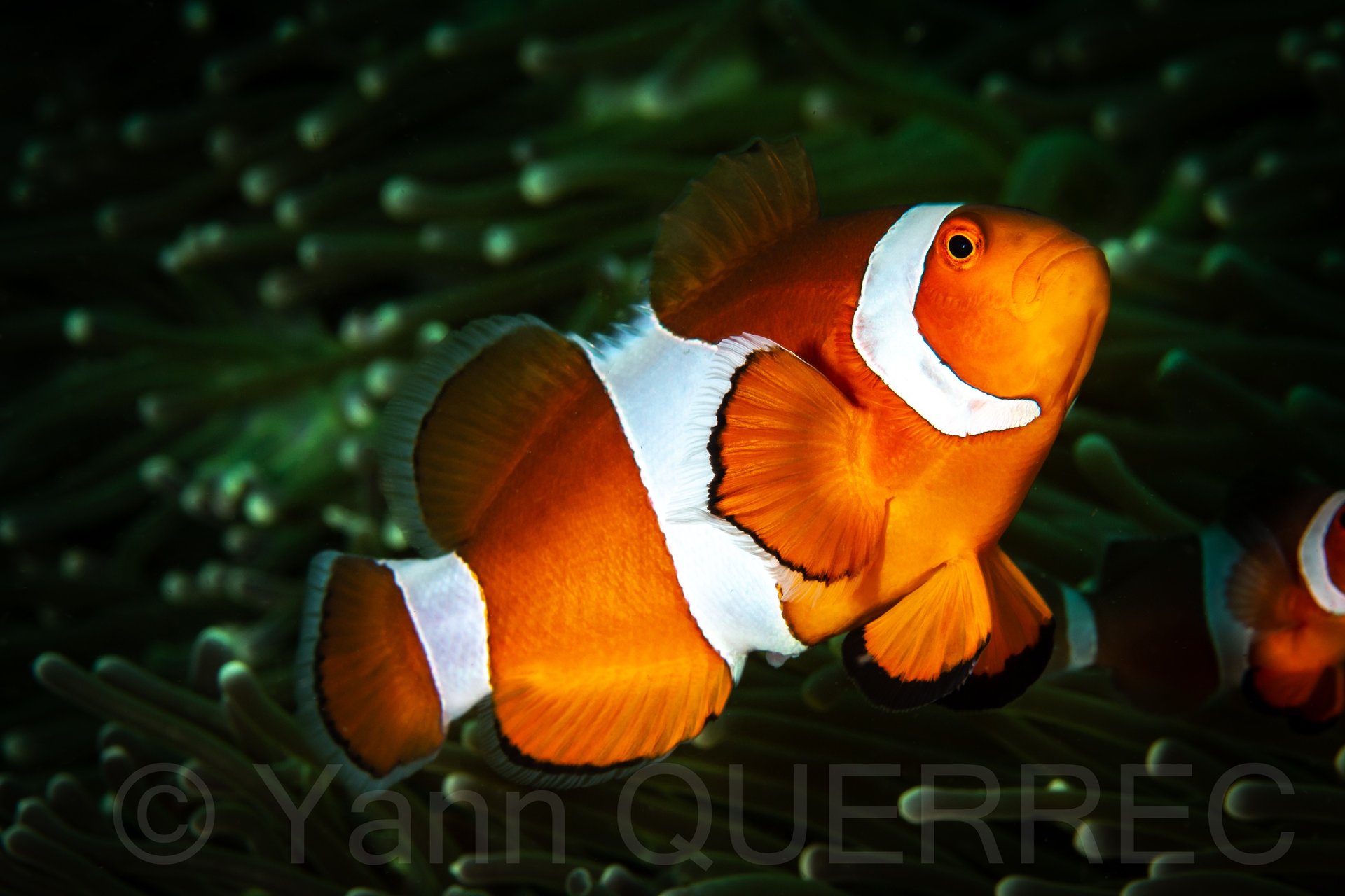 Poisson clown - Puerto galera - PHILLIPINES