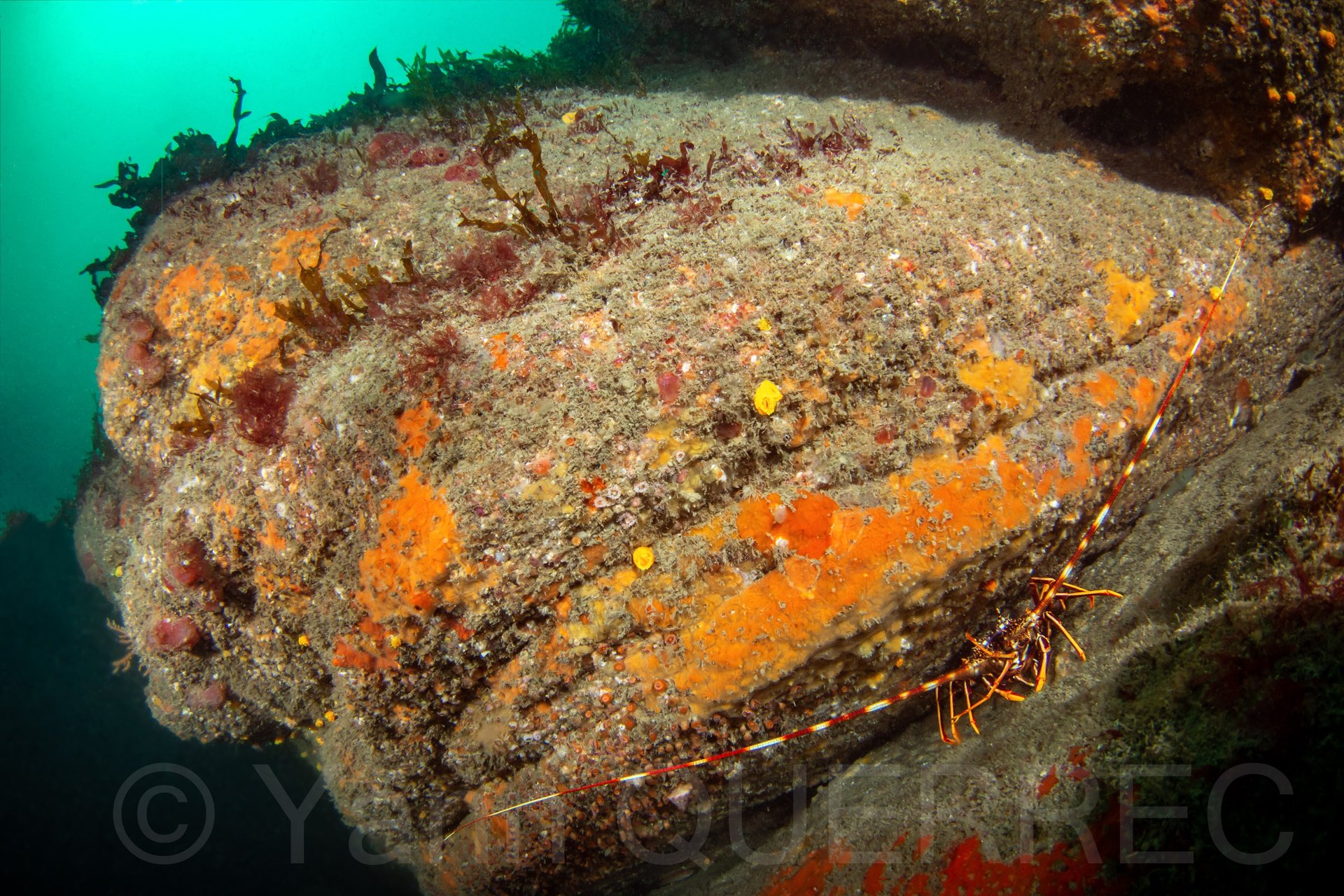 Le dolmen - Ploumanach - BRETAGNE