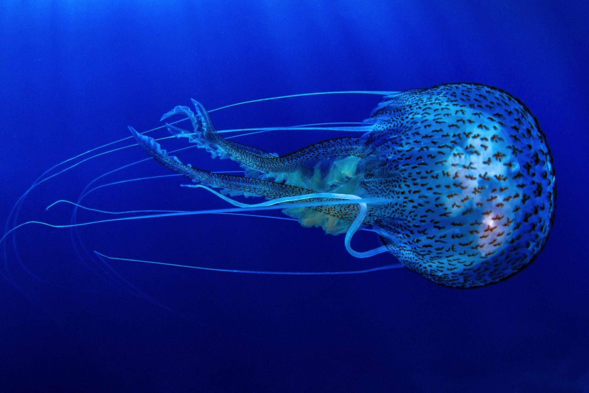 Pélagie - Var - FRANCE