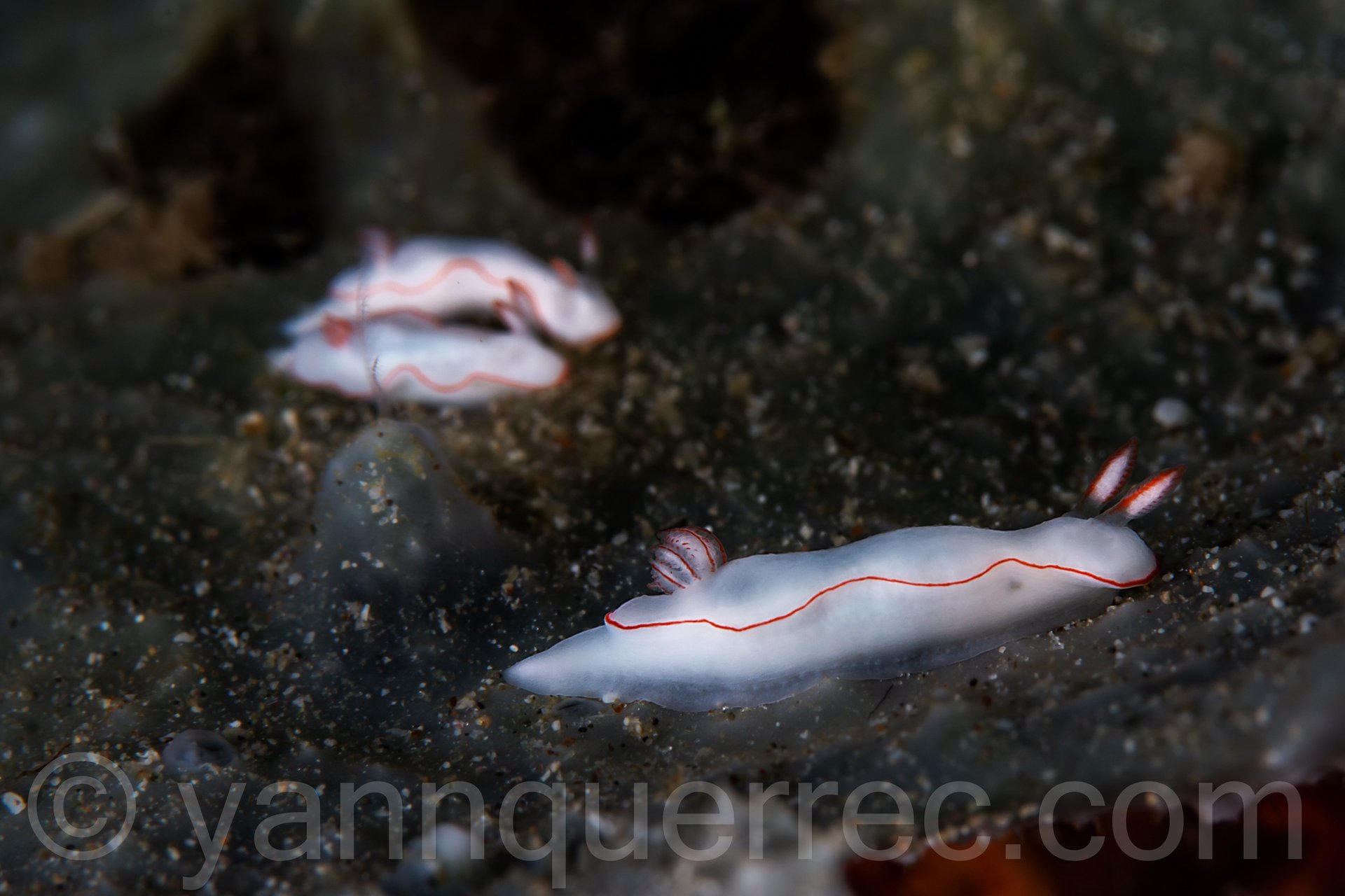 Doris - Anilao - PHILIPPINES