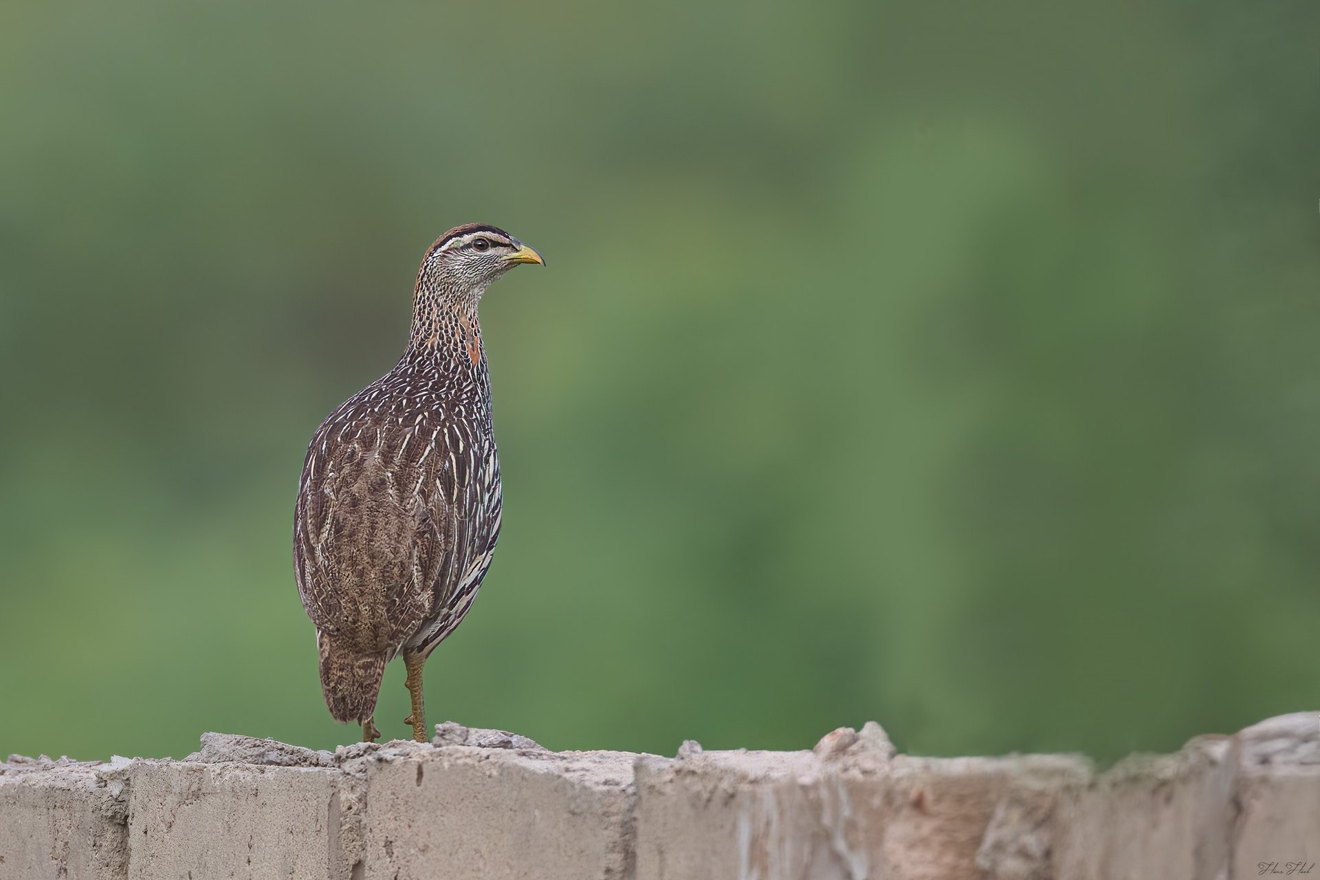 Francolin | Birding Adventures Gambia