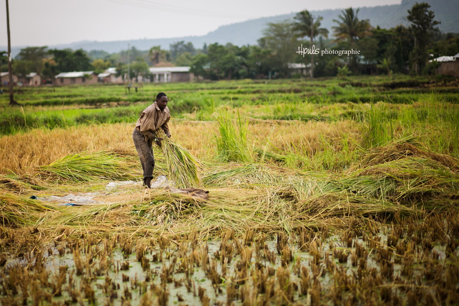 Mto wa Mbu – Reisfelder und Bananenplantagen bei einem Tagesausflug entdecken.