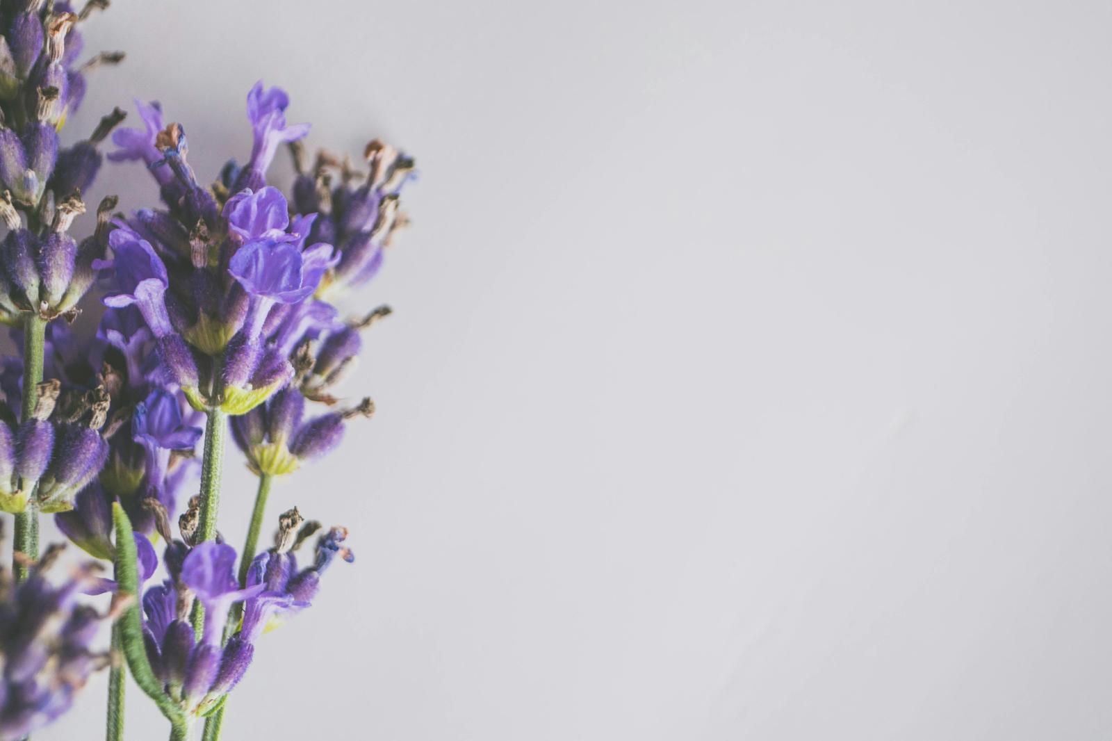Makroaufnahme von blühenden Lavendelblüten mit violetten Blütenblättern und grünen Stielen.
