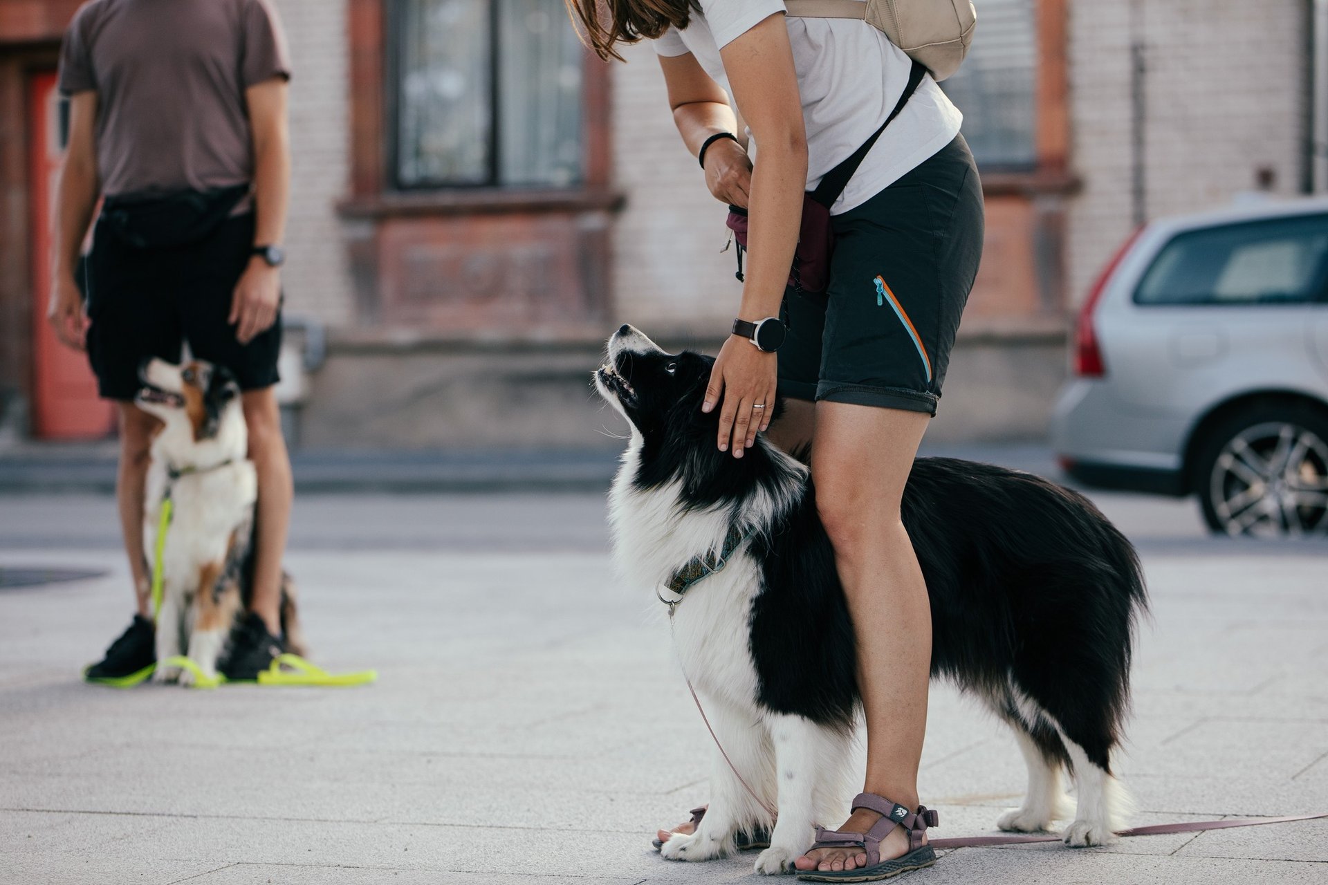 GABUS šunų dresūra