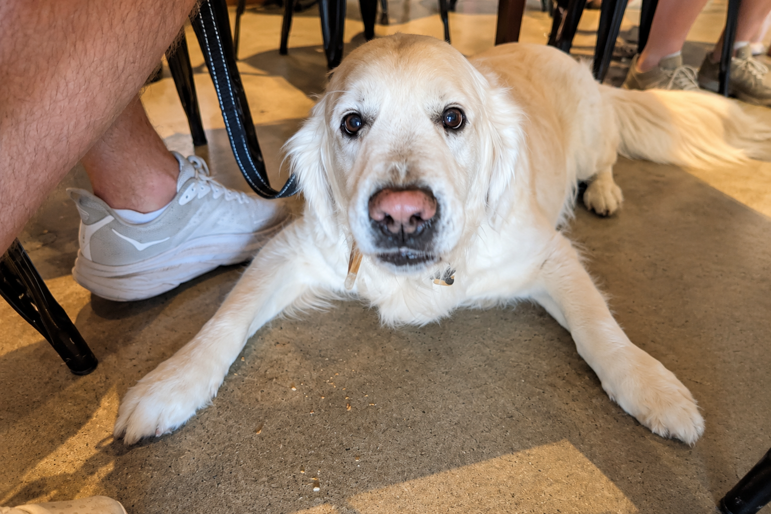 A Golden Retriever lying under table at Sneaky Penguin Brewing