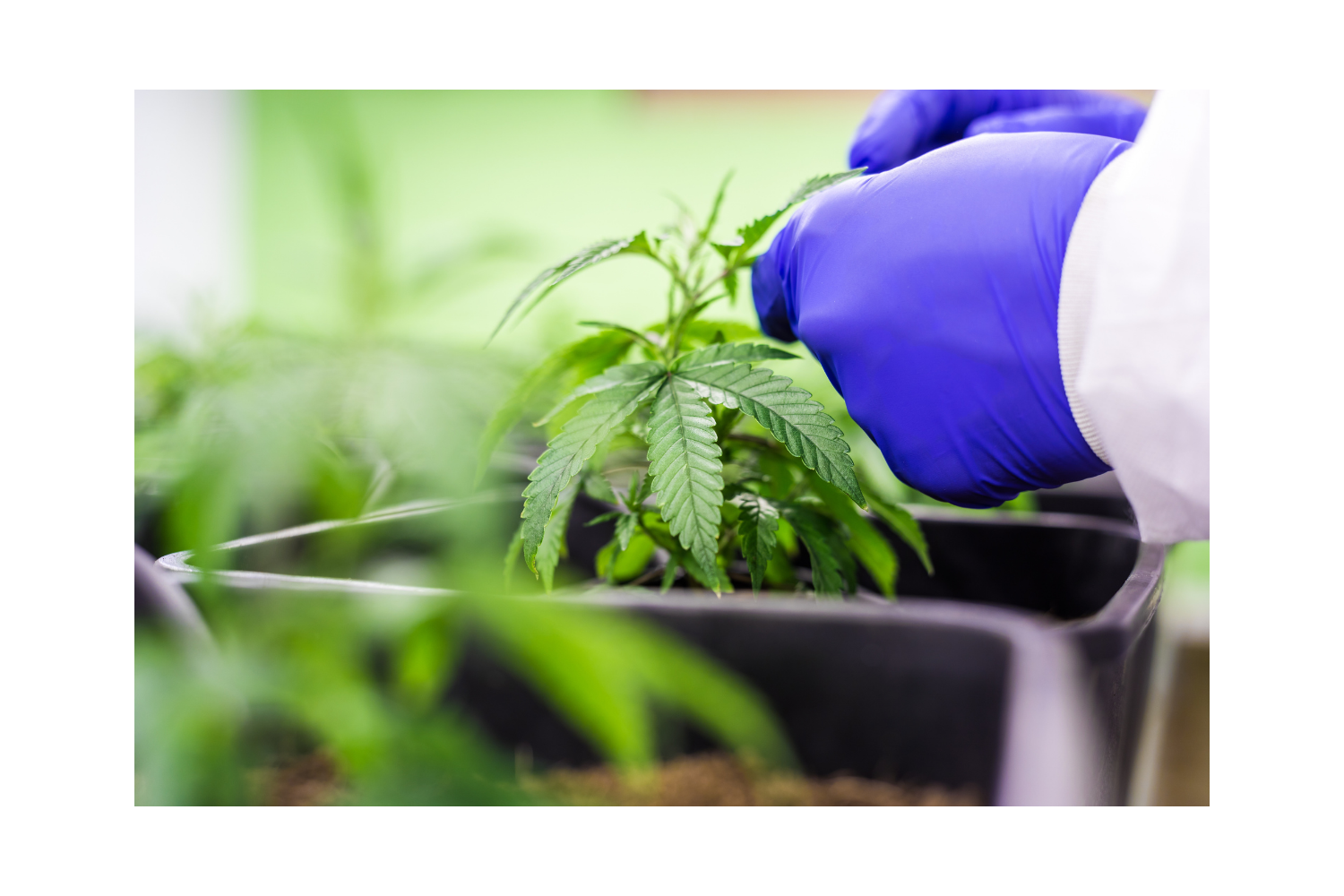 a person in a blue gloved gloved hand holding a marijuana plant