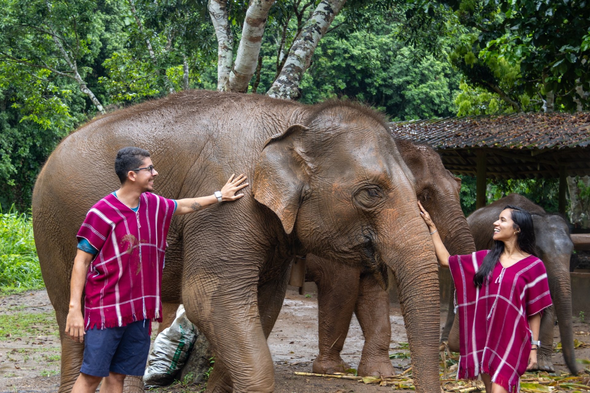 Elefante em Chiang mai