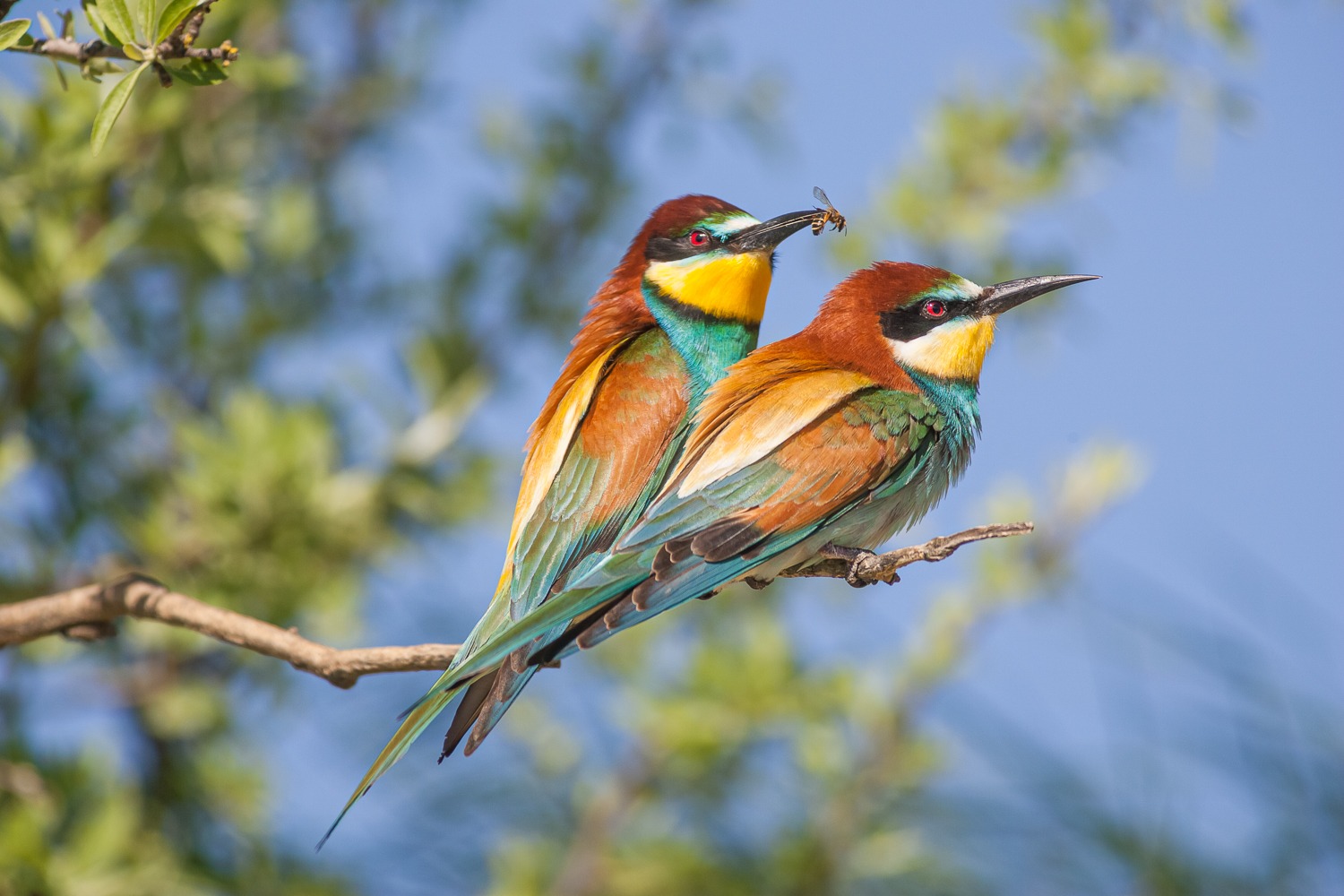 two european bee eaters sitting on a tree branch