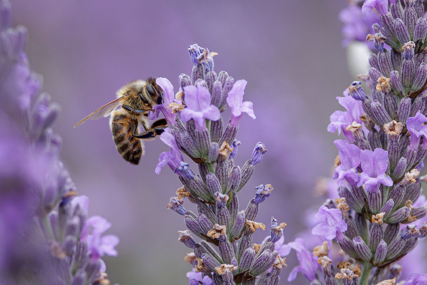 a bee on a lavender flower