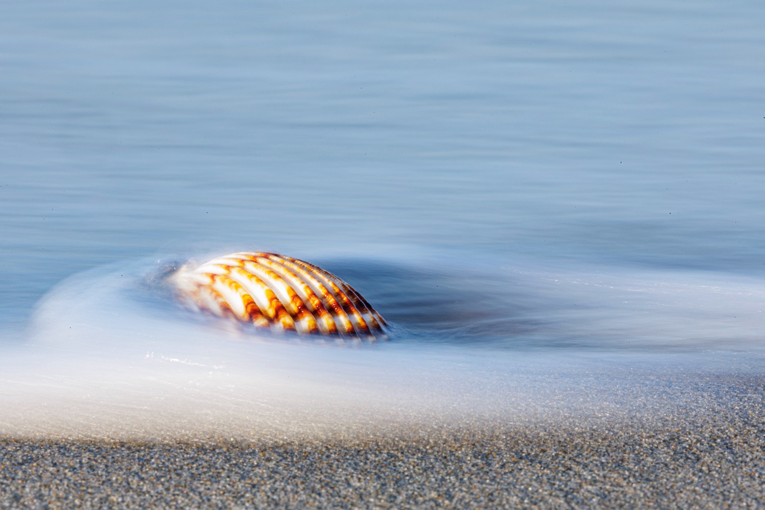 a shellfish in the ocean