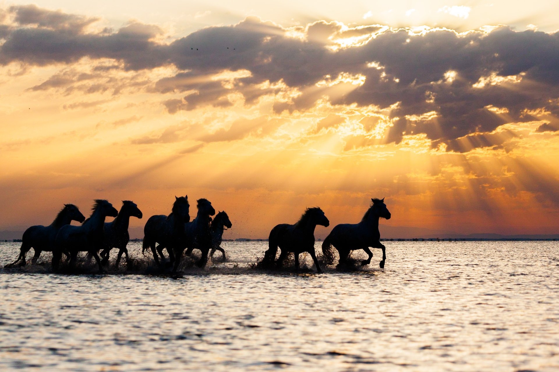 a group of horses running through the water
