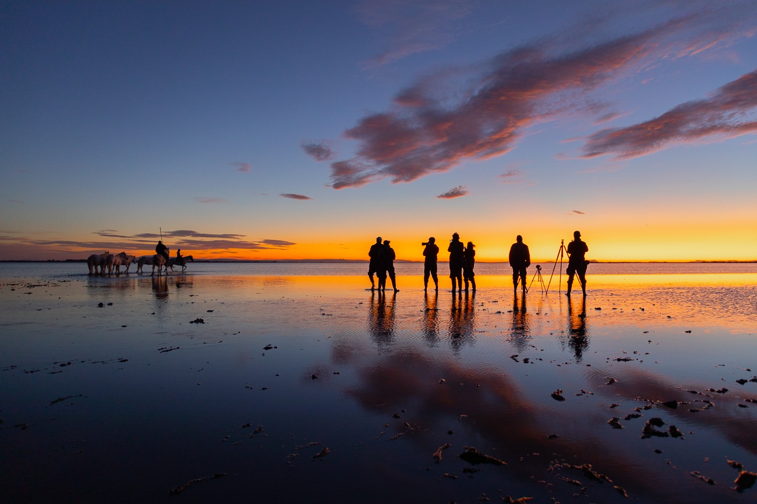 a group of people photographing horses on a beach at sunrise
