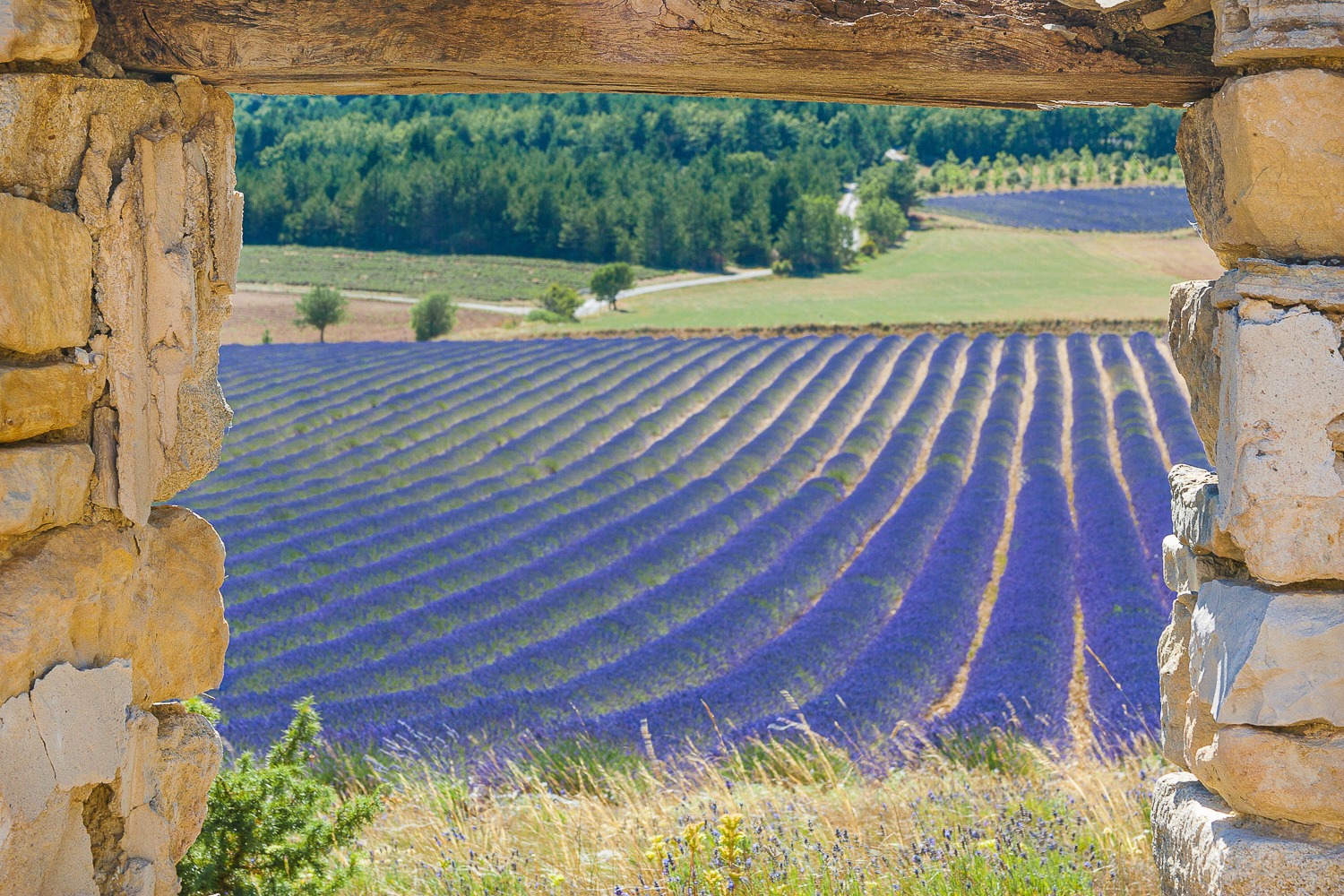 Rows of blooming lavender fields in Provence seen through a rustic stone window frame.