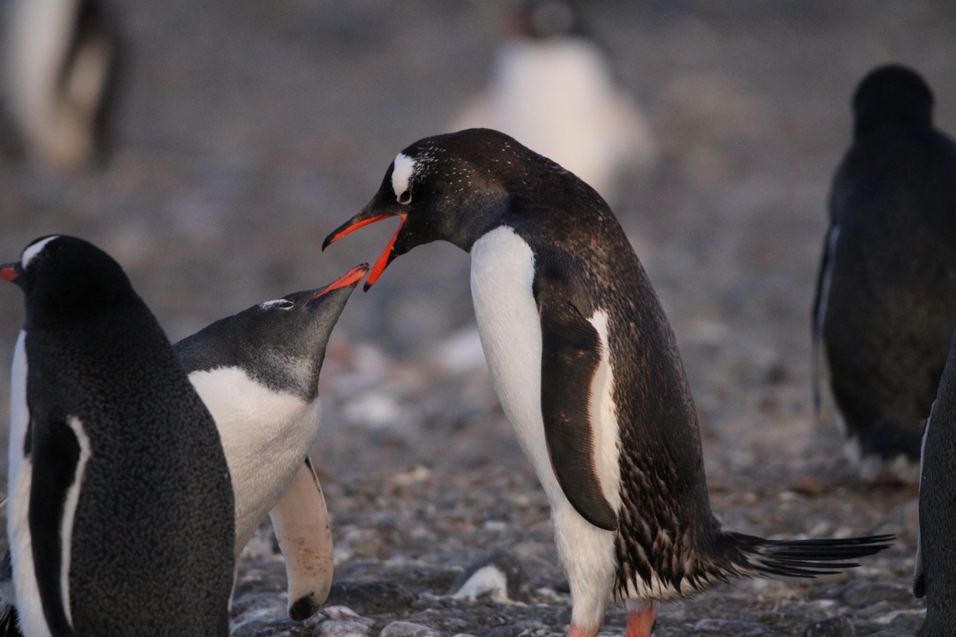 Two Gentoo penguins with orange beaks interacting on a rocky Antarctic shore.