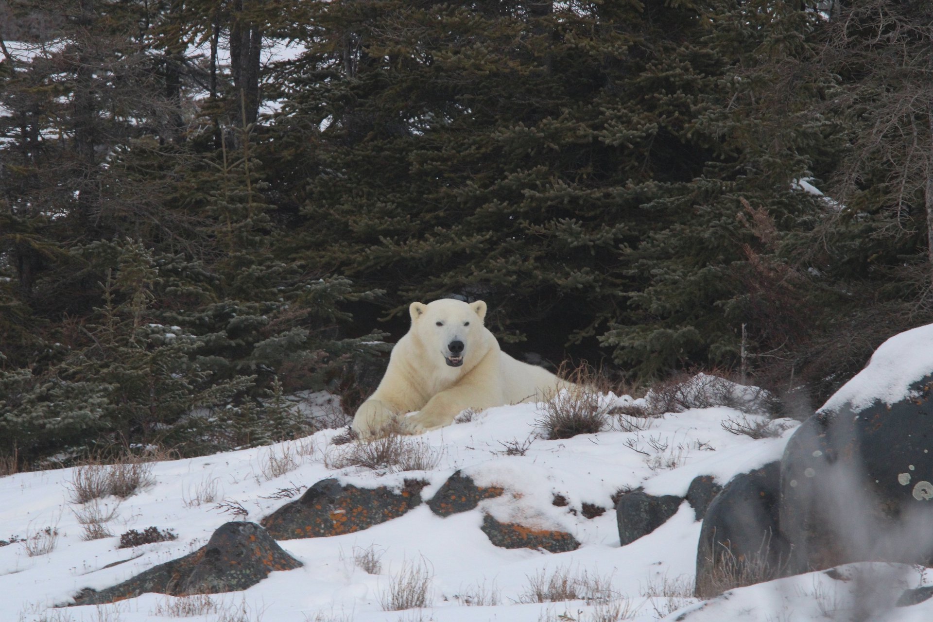 A large white polar bear resting on a snowy hill with a background of dense evergreen trees.