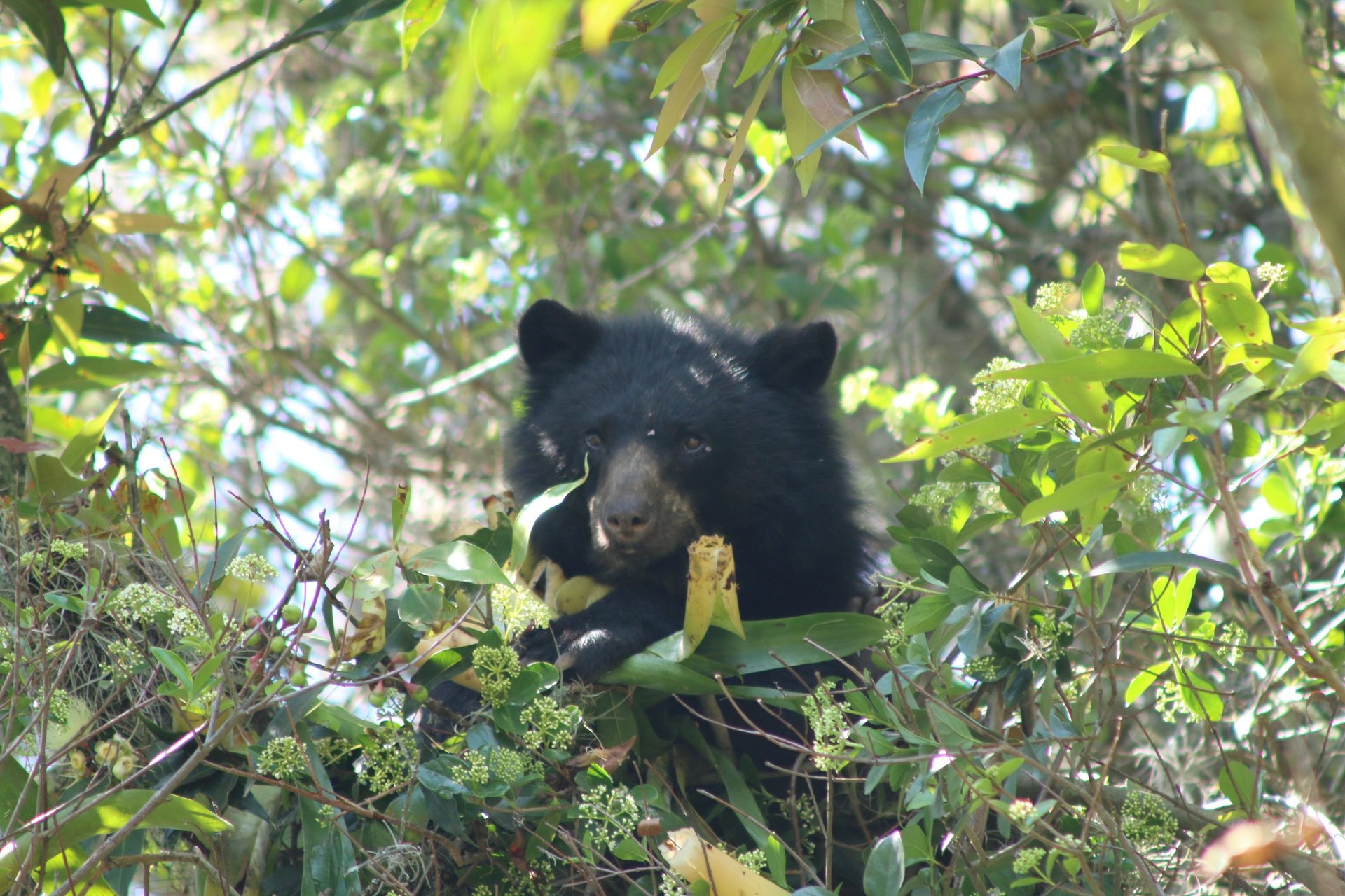Oso de anteojos (Tremarctos ornatus) en árbol nativo del bosque altoandino,Reserva Natural El Páramo