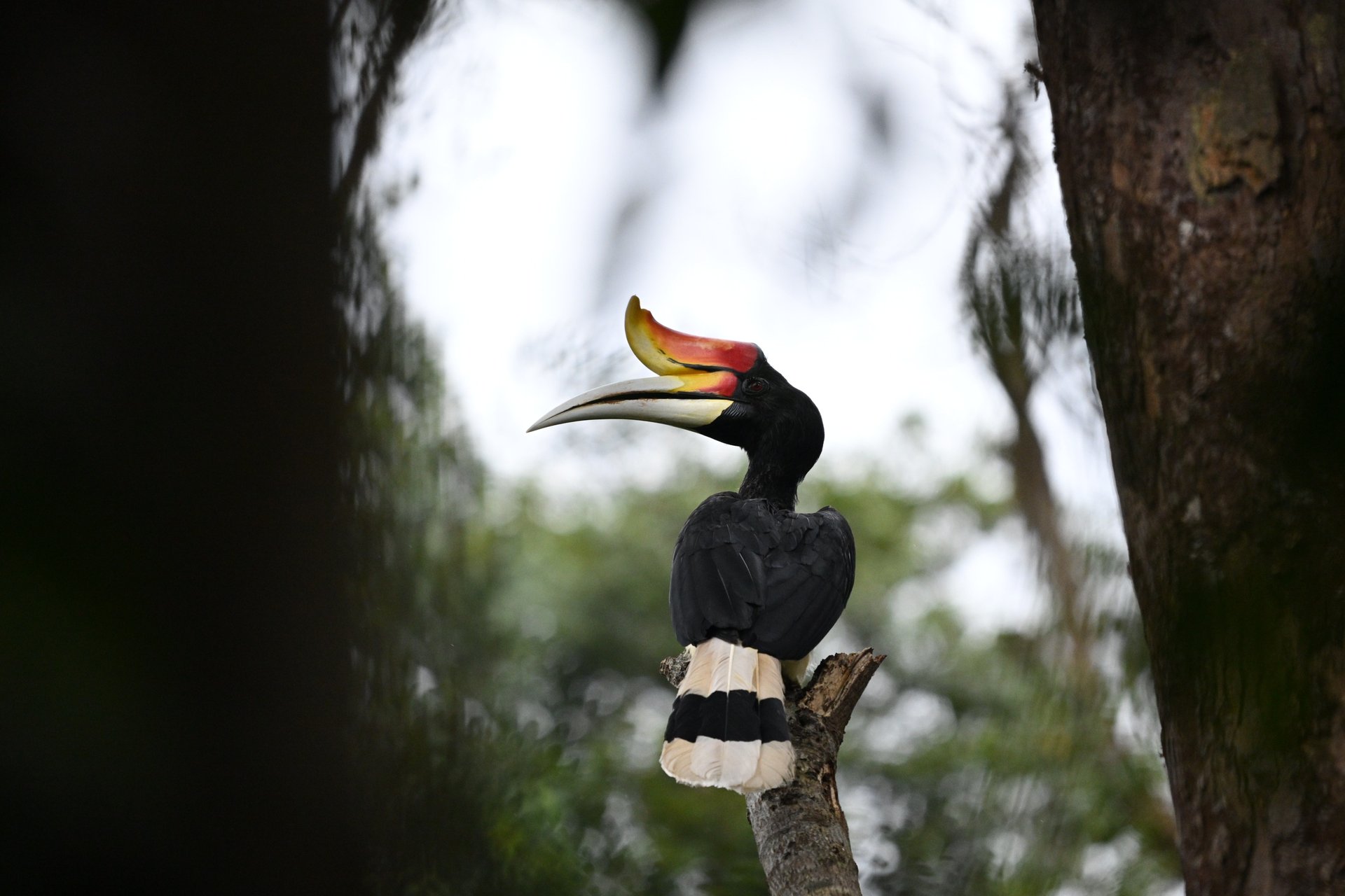 Bukit lawang trekking prices and durations