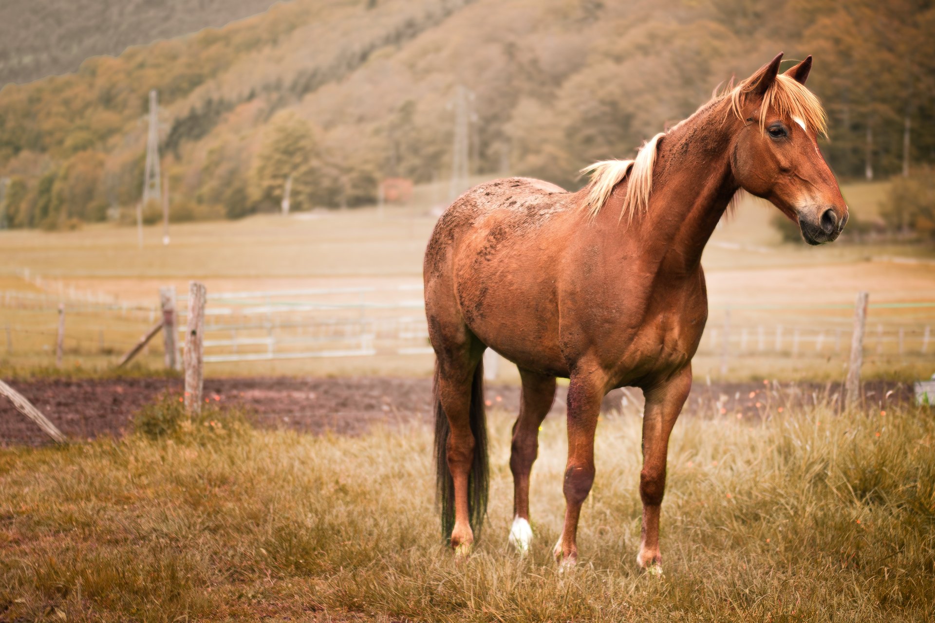 Cheval serein au pré