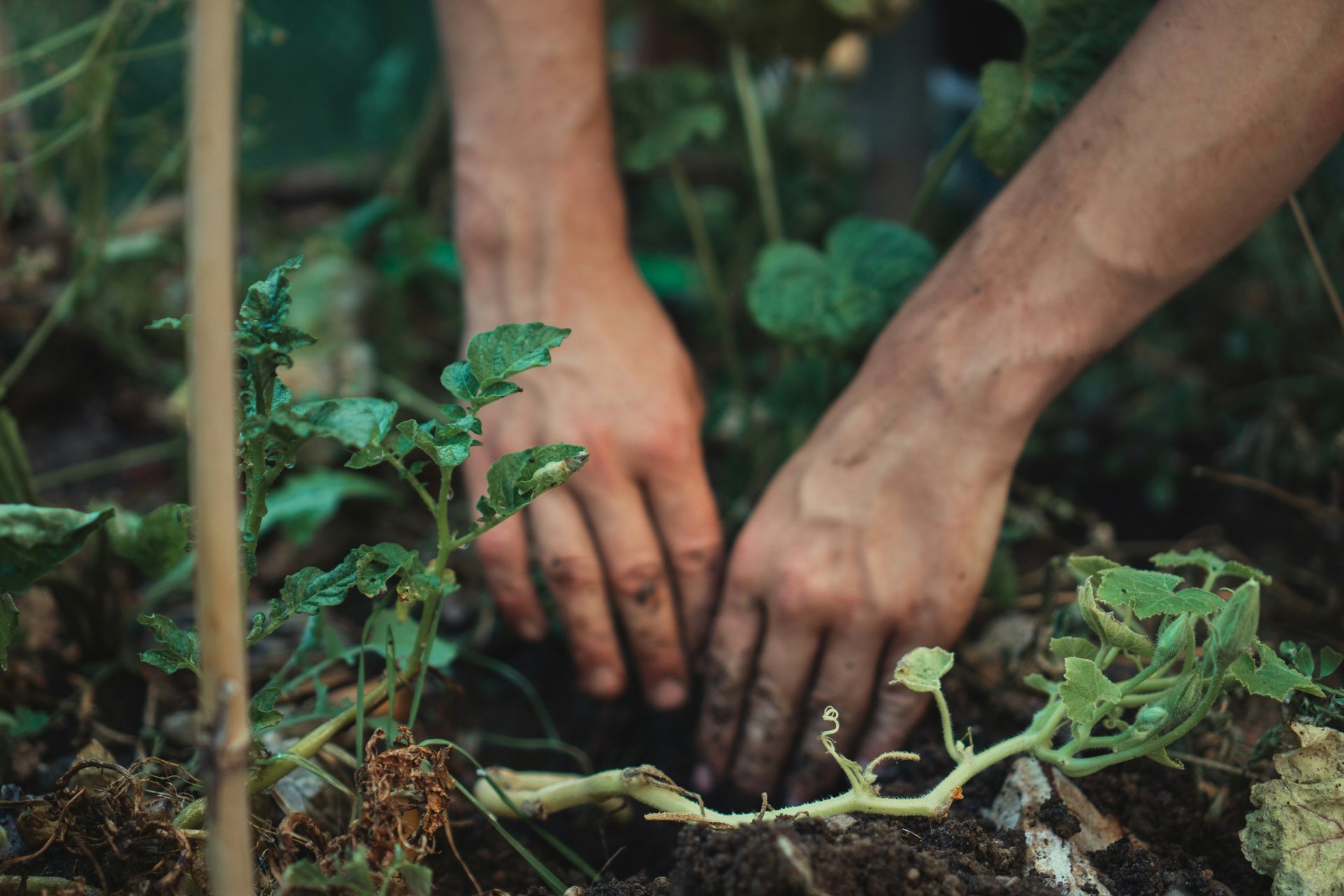 A person's hands planting green seedlings in dark garden soil for organic home vegetable gardening.