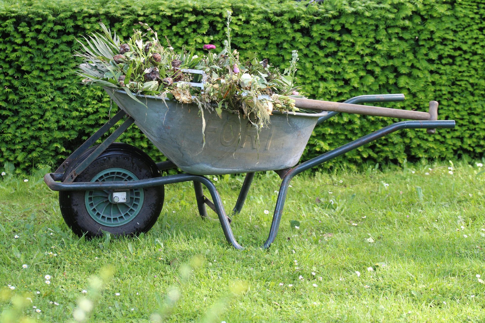 a wheelbarrow filled with plant clippings in a garden