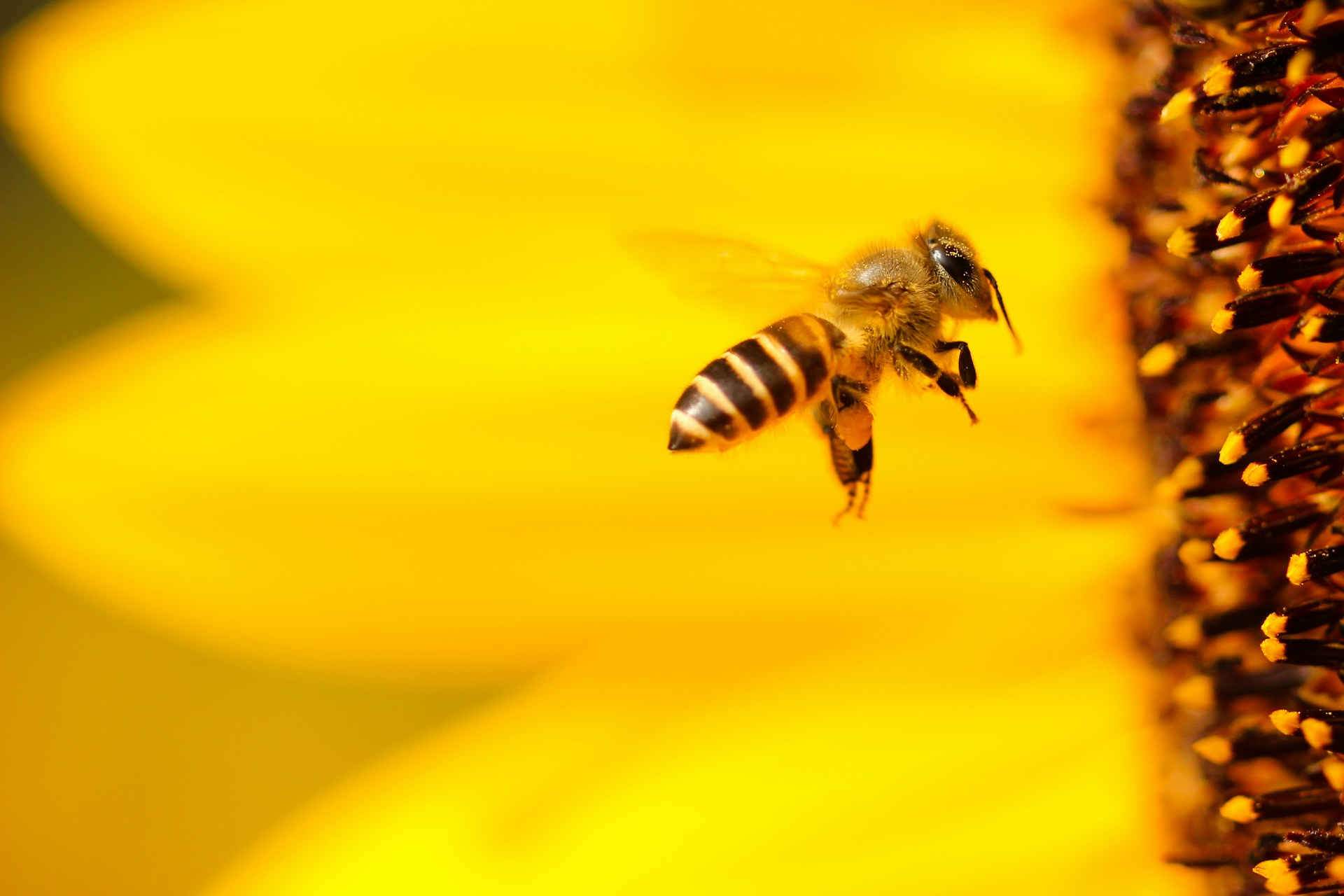 Buzzing Beneath the Surface: Why Bees Are the Unsung Heroes of Global Agriculture