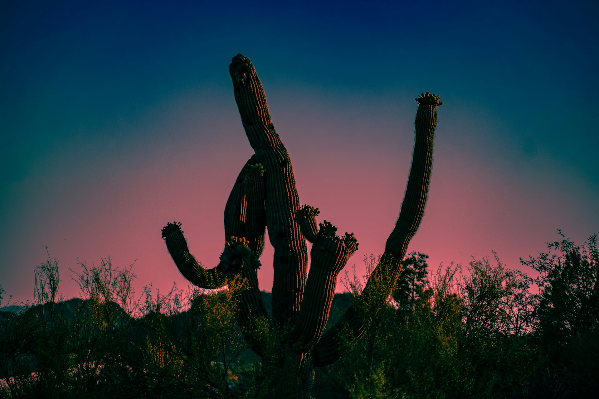 Desert Bloom: The Incredible Ways Plants Survive and Thrive in Harsh Environments