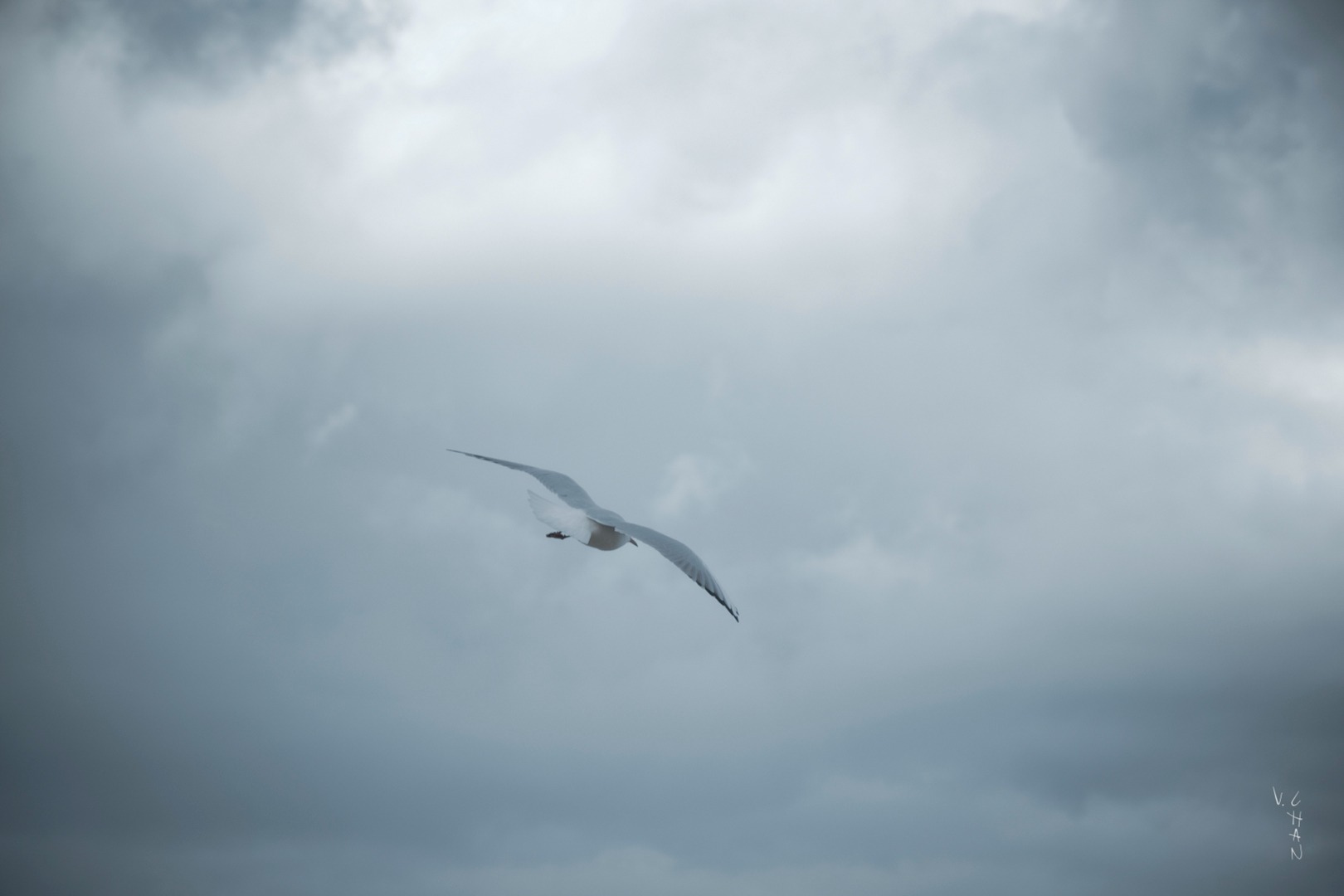 a bird flying in the sky with a cloudy sky