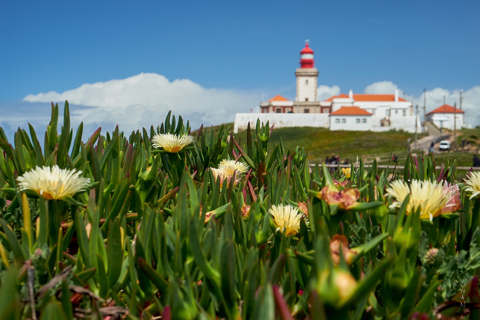 Flowers and grass with a lighthouse tower in the background