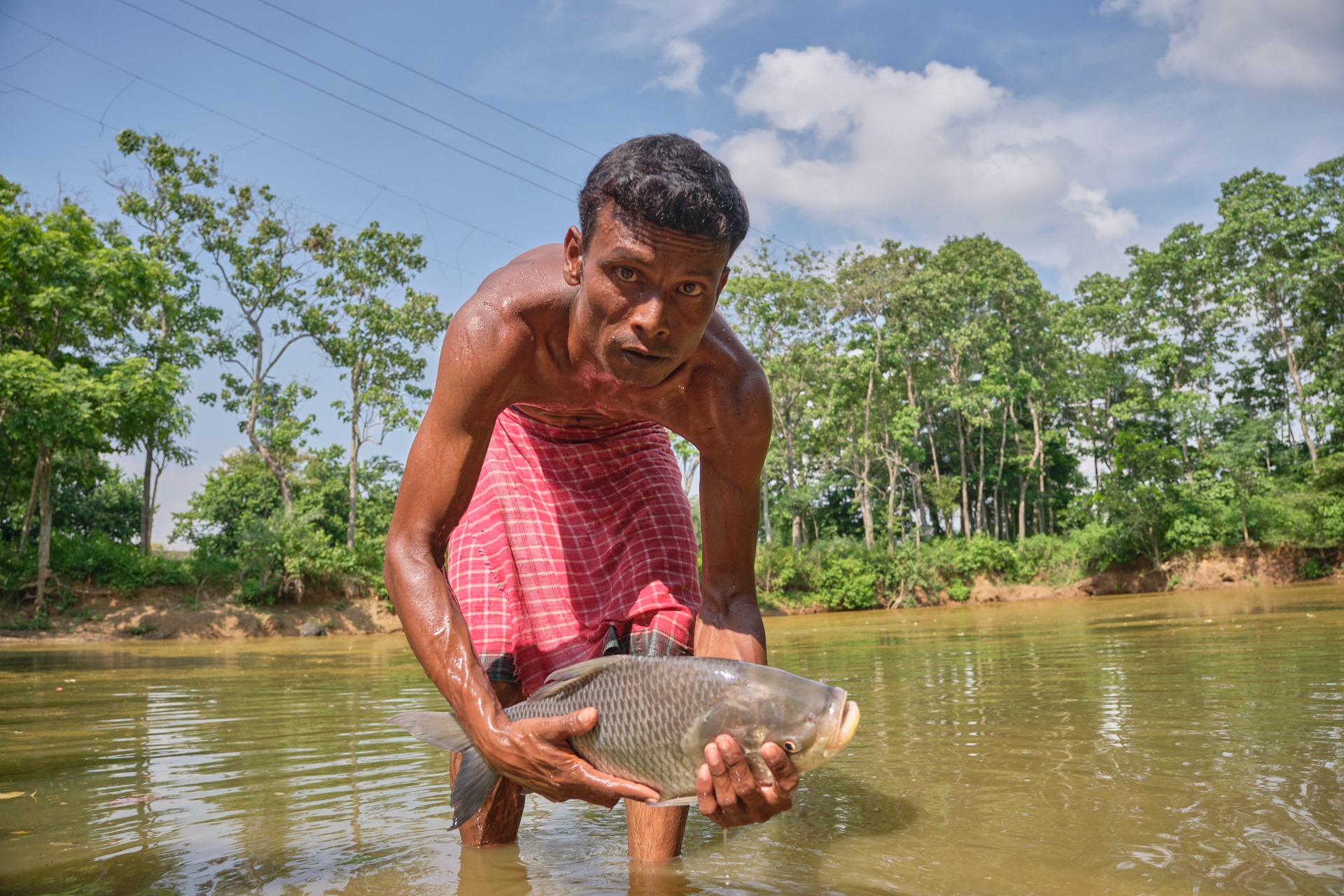 A local fisherman in a lungi holds a large silver carp fish in a river.