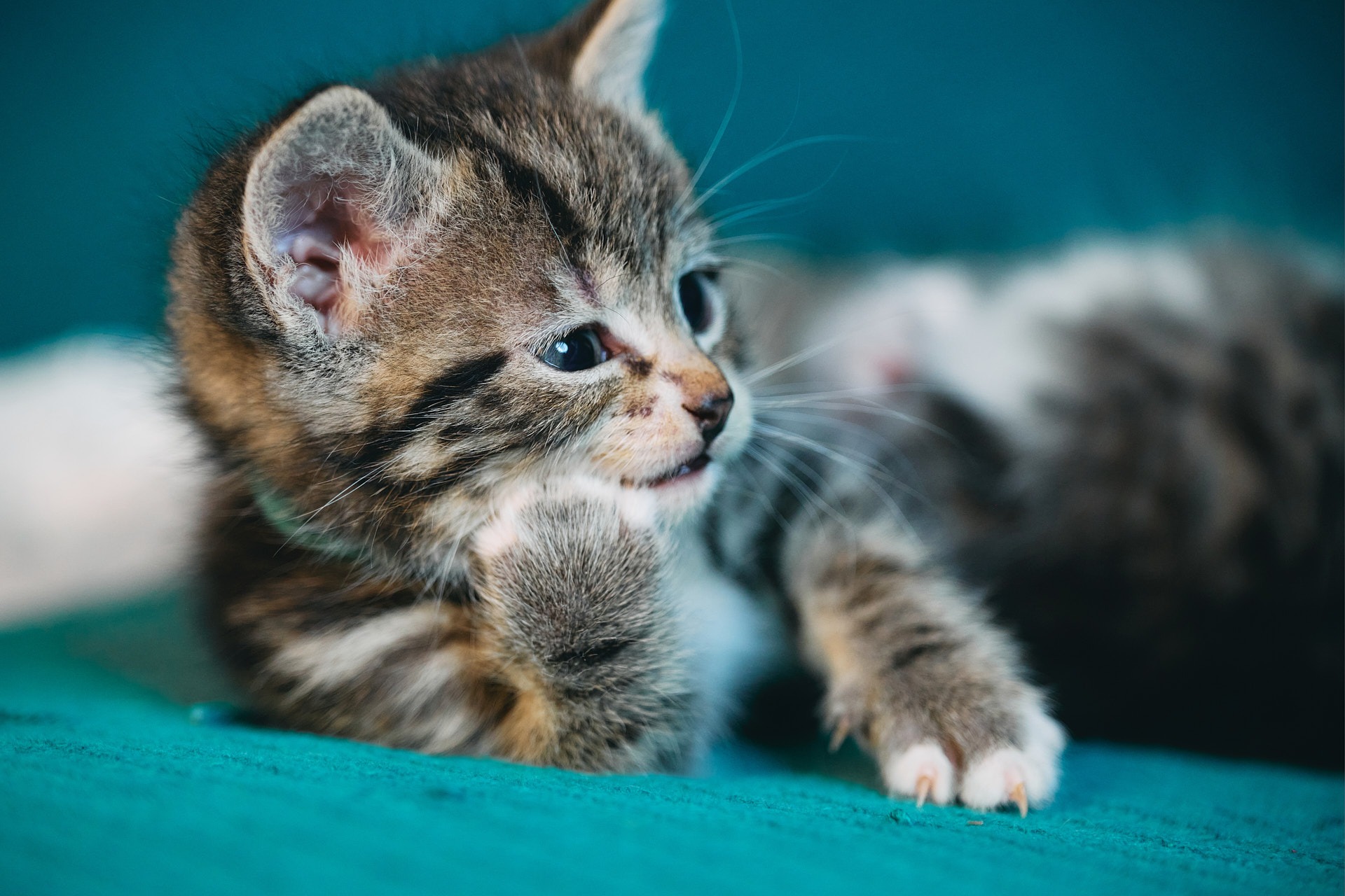 a kitten lying down with a paw touching its jaw with funny look