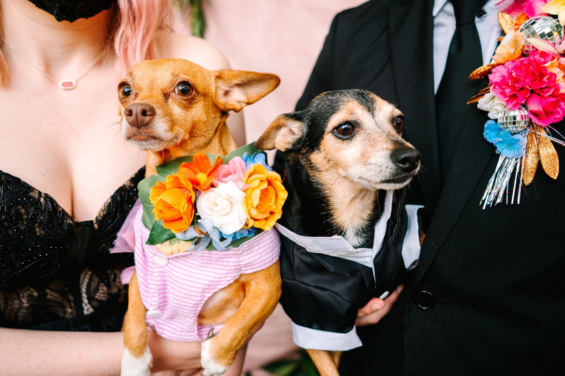 Dogs ring bearer and flower girl on wedding day photo by Katy Rox 