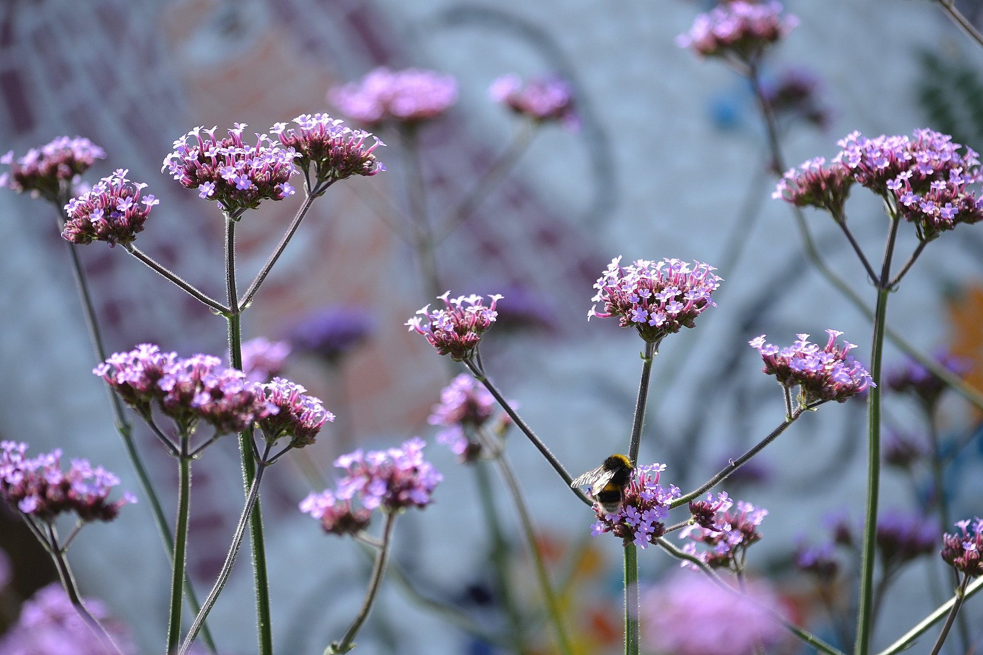Verbina flowers with bee