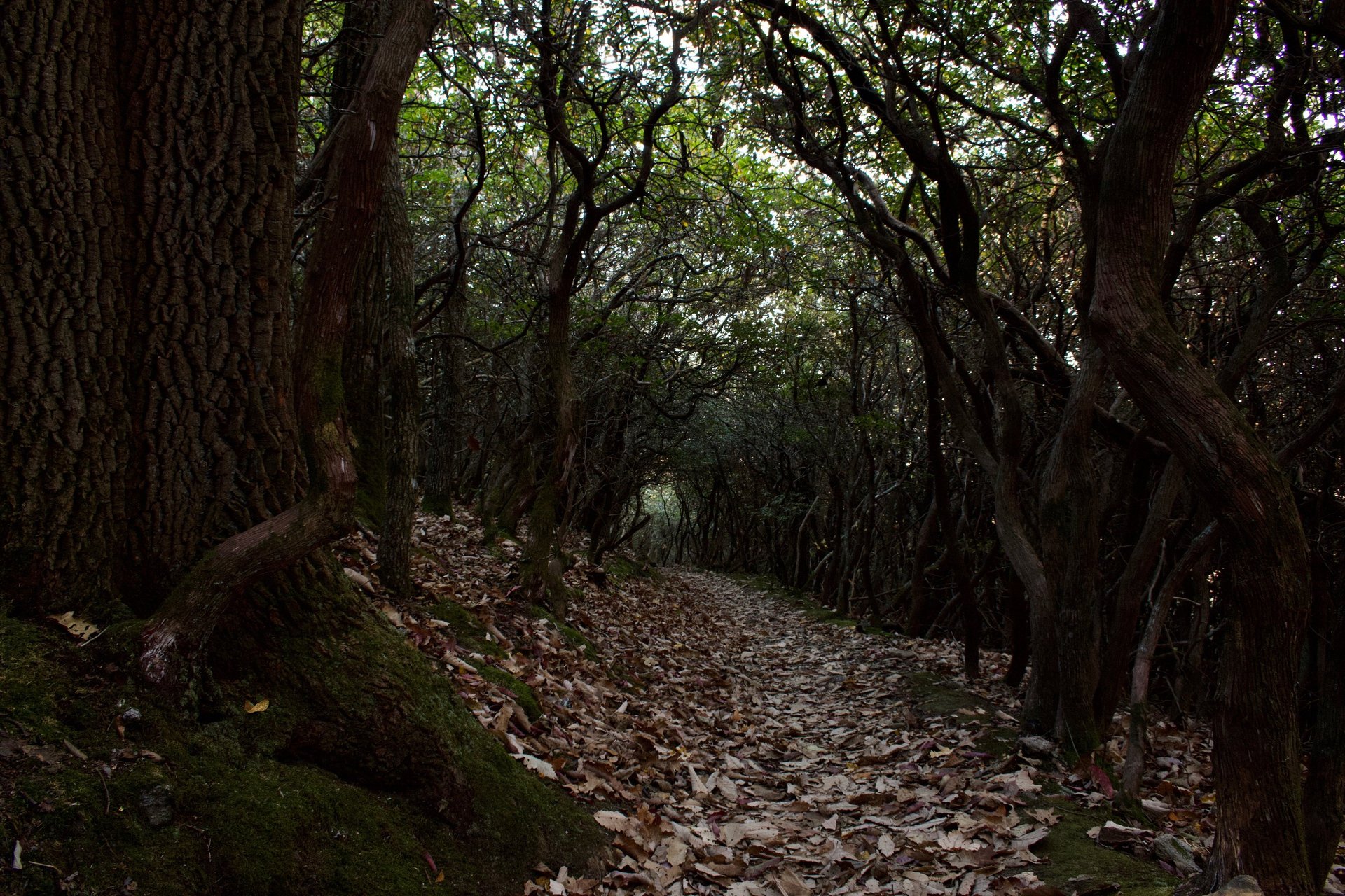 Spooky forest tunnel of rhododendron and oak trees, October 2022