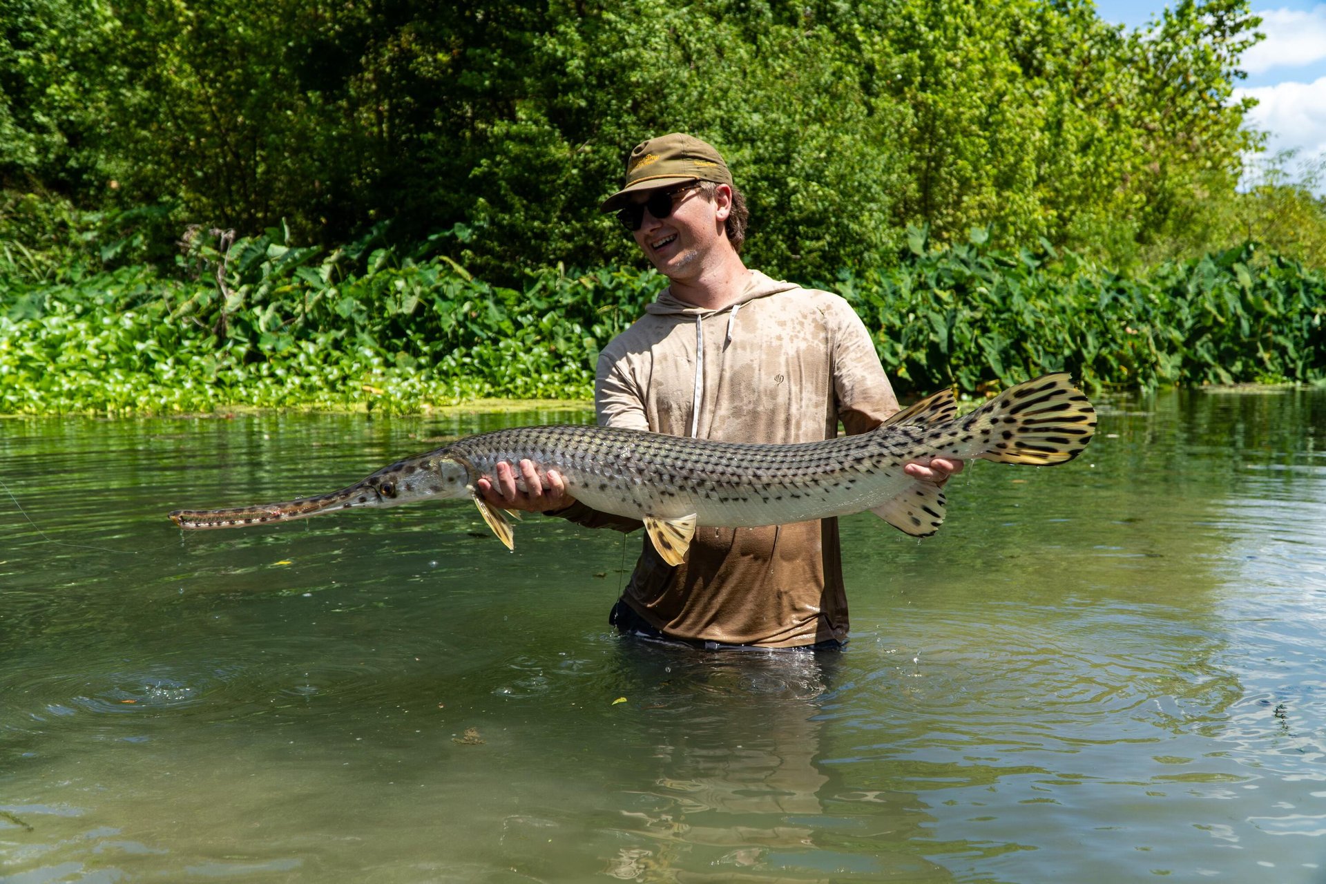 Longnose Gar