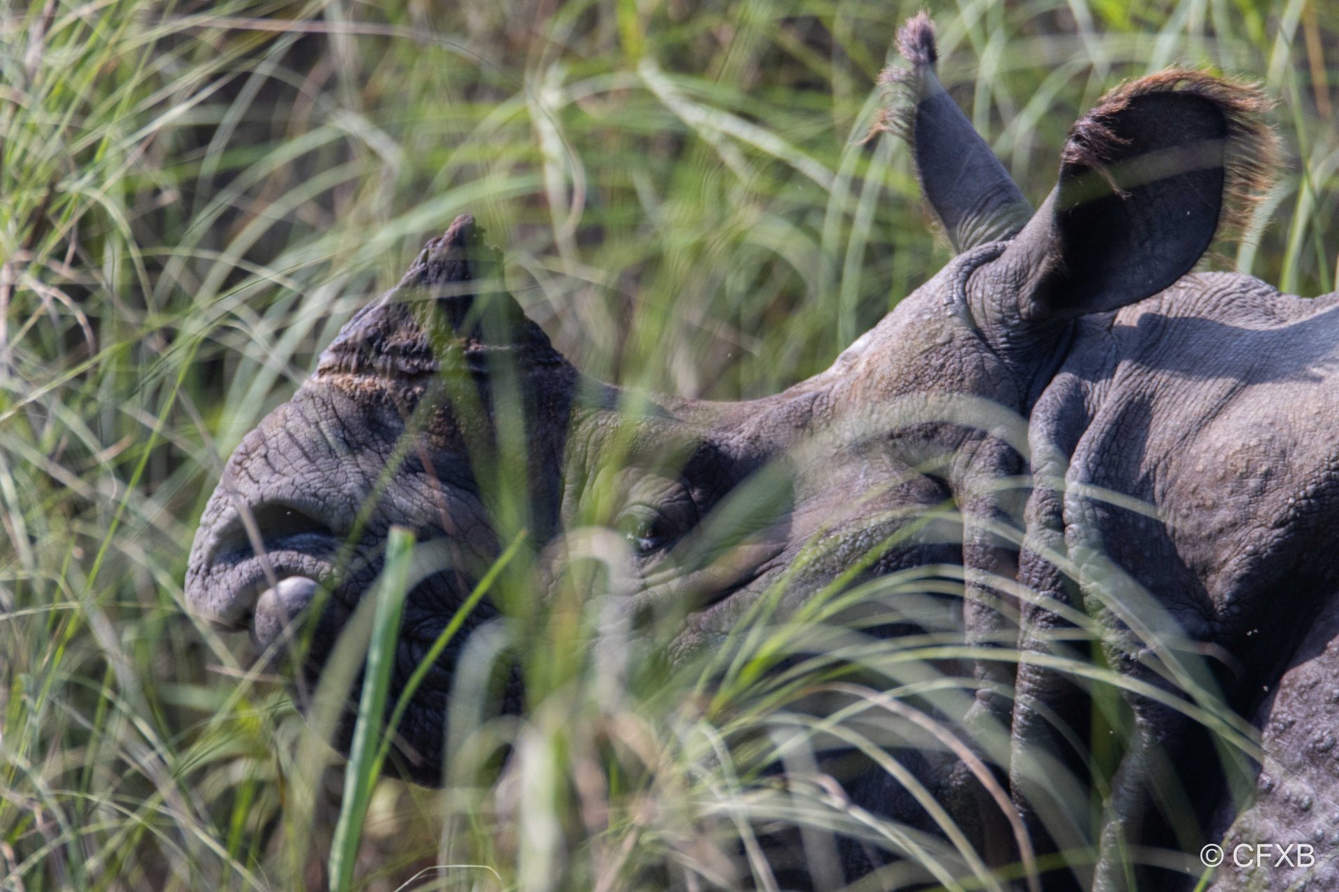 Rhino in the grass in Bardiya