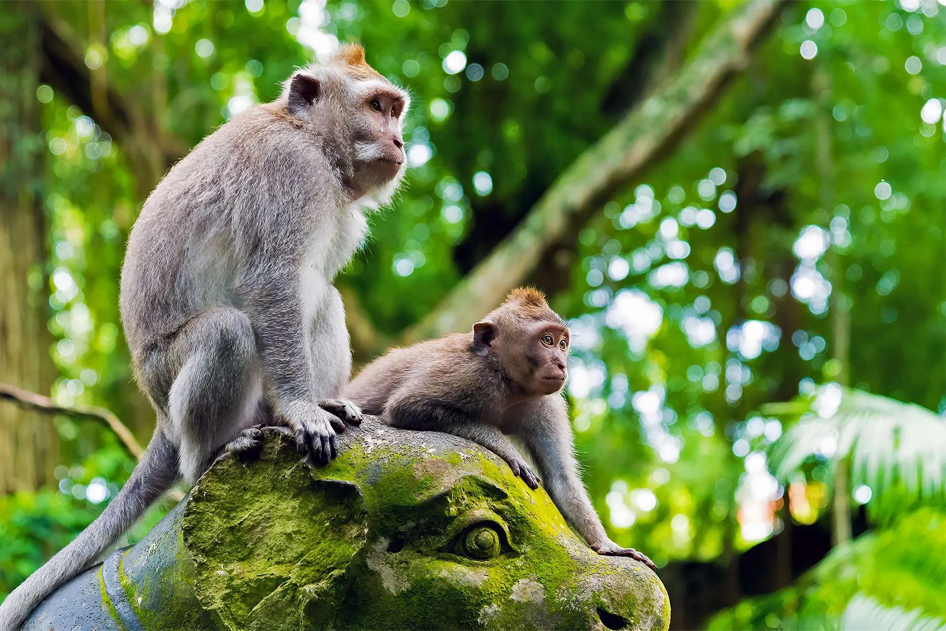 Monkey Forest