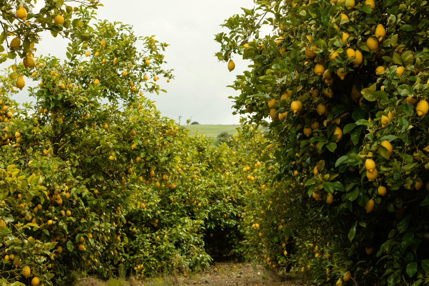 lemon trees