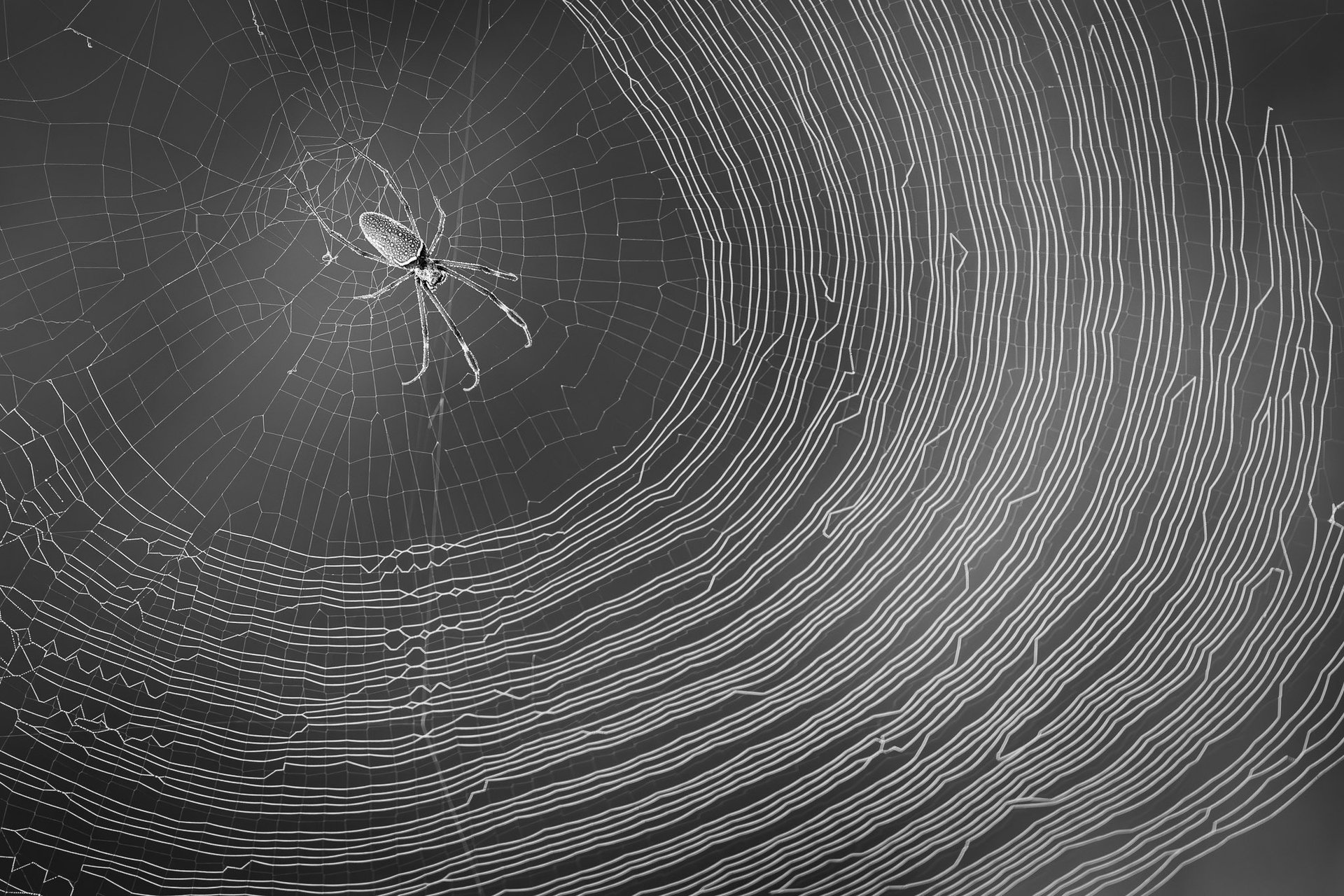 Quadro Fine Art em preto e branco com fotografia documental de teia de aranha no orvalho da manhã.