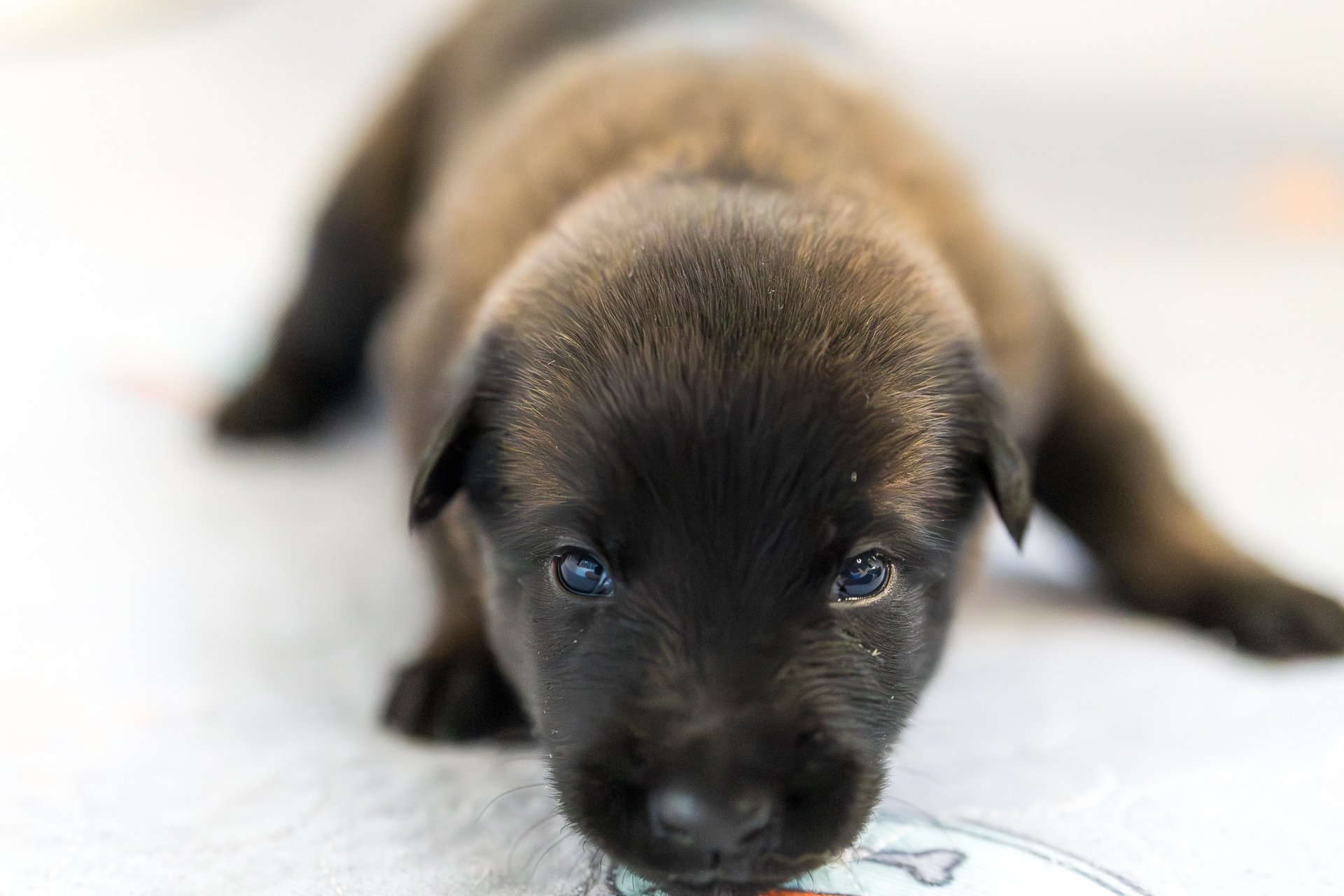 Belgian Malinois puppies for sale in Florida. Five males and three females available. July 11th 2026
