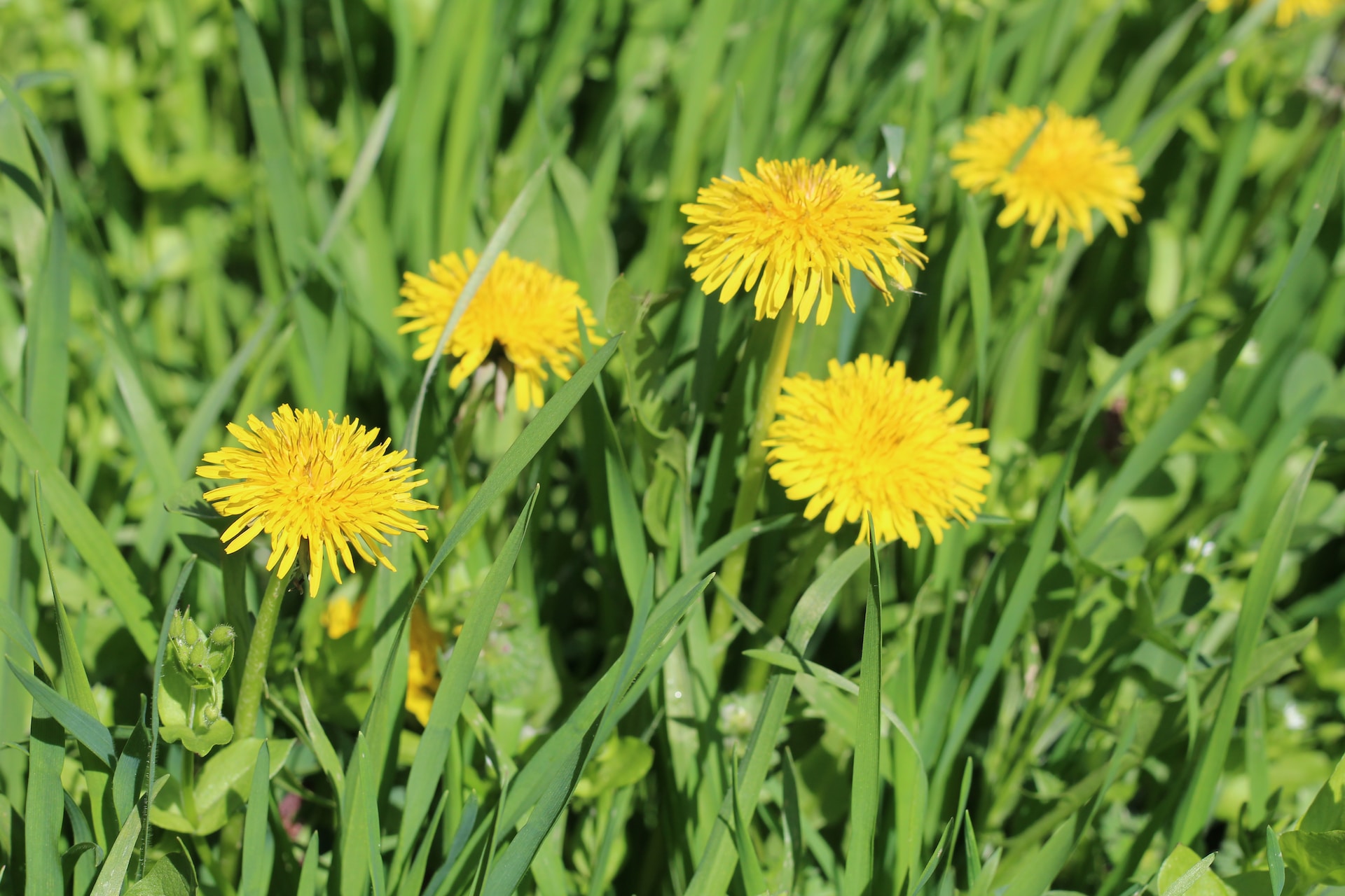 a small Dandelion weed with a yellow flower