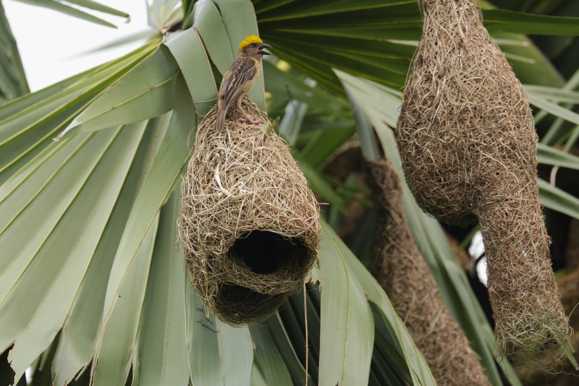 A shadowed, symbolic image of an empty branch or abandoned nest (no injured birds shown).